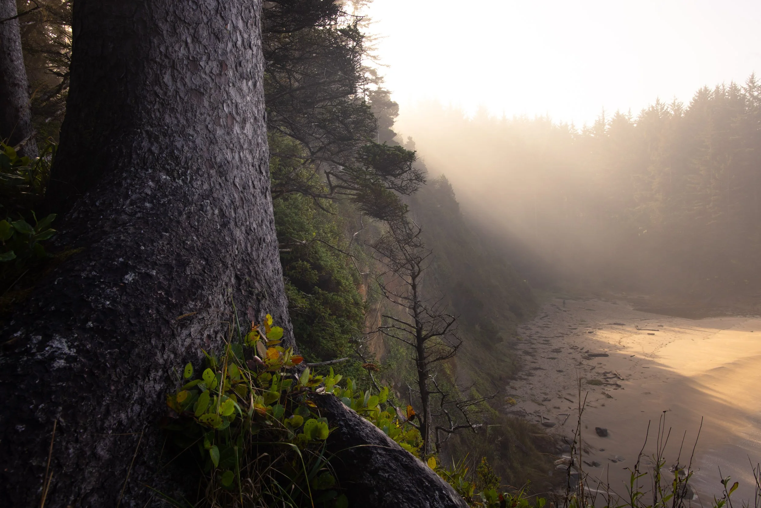 Shore Acres-1125-3.jpg