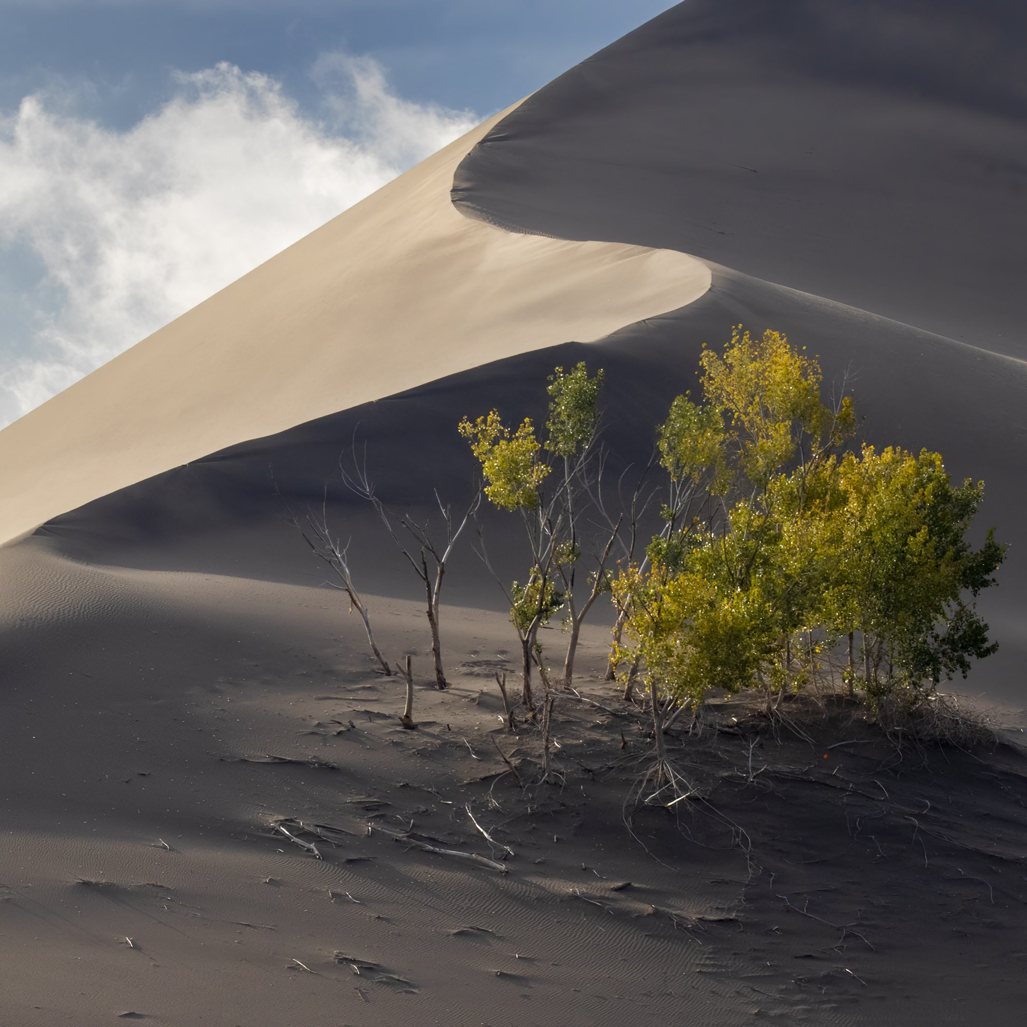 Mike Dixon Silent Wanderer Bruneau Sand Dunes-9280.jpg