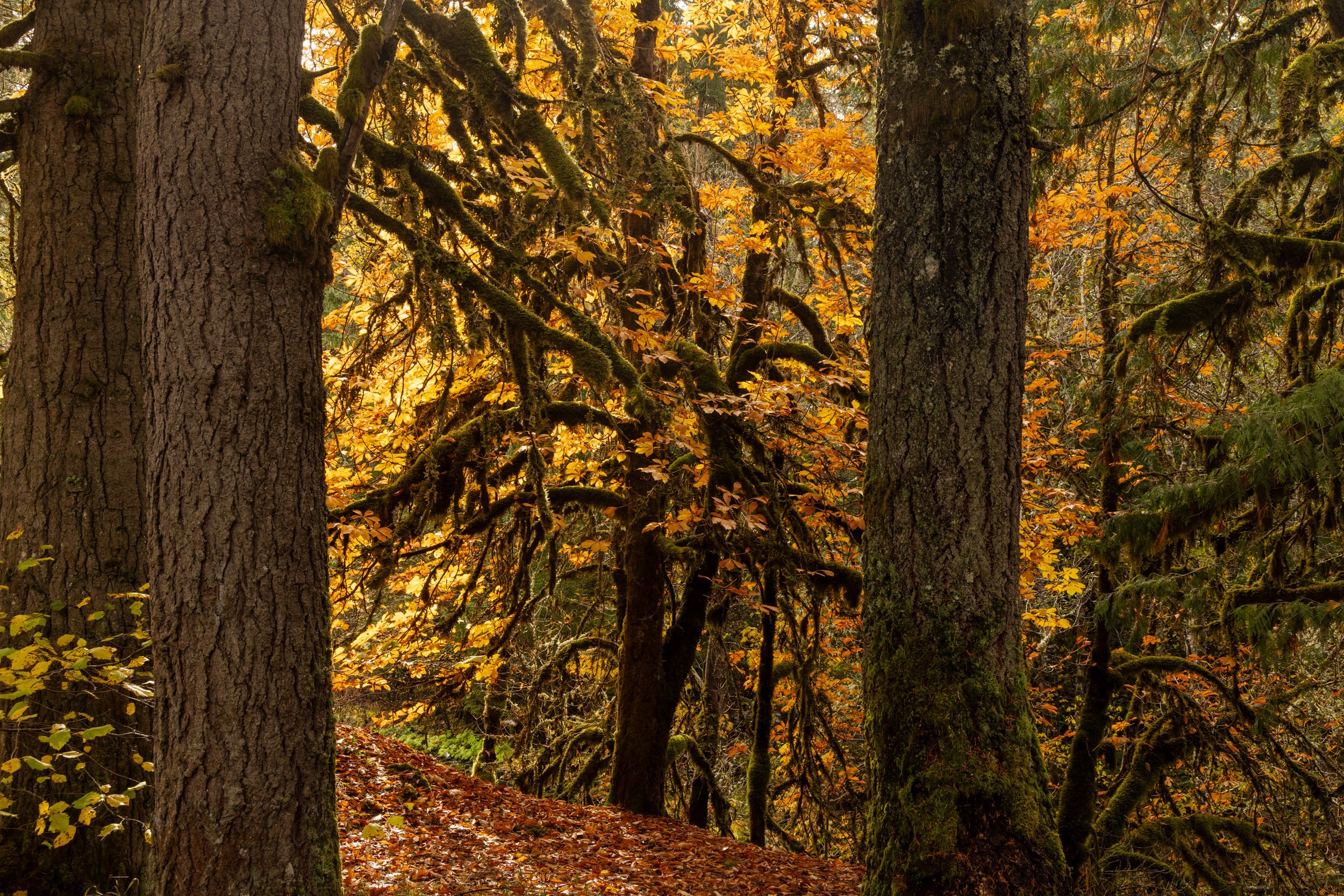 Shore Acres-1125-13.jpg