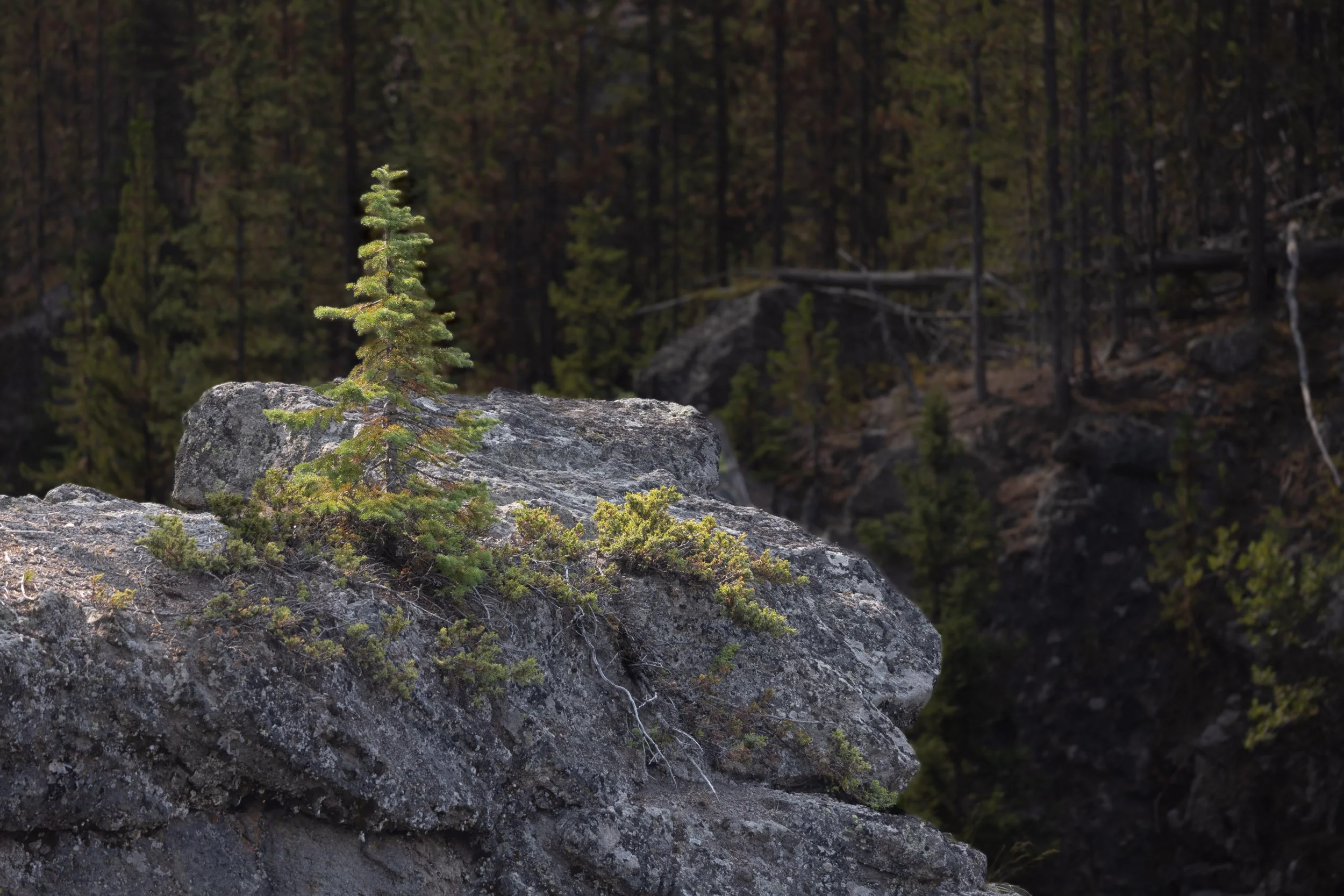 Yellowstone 0925-01.jpg