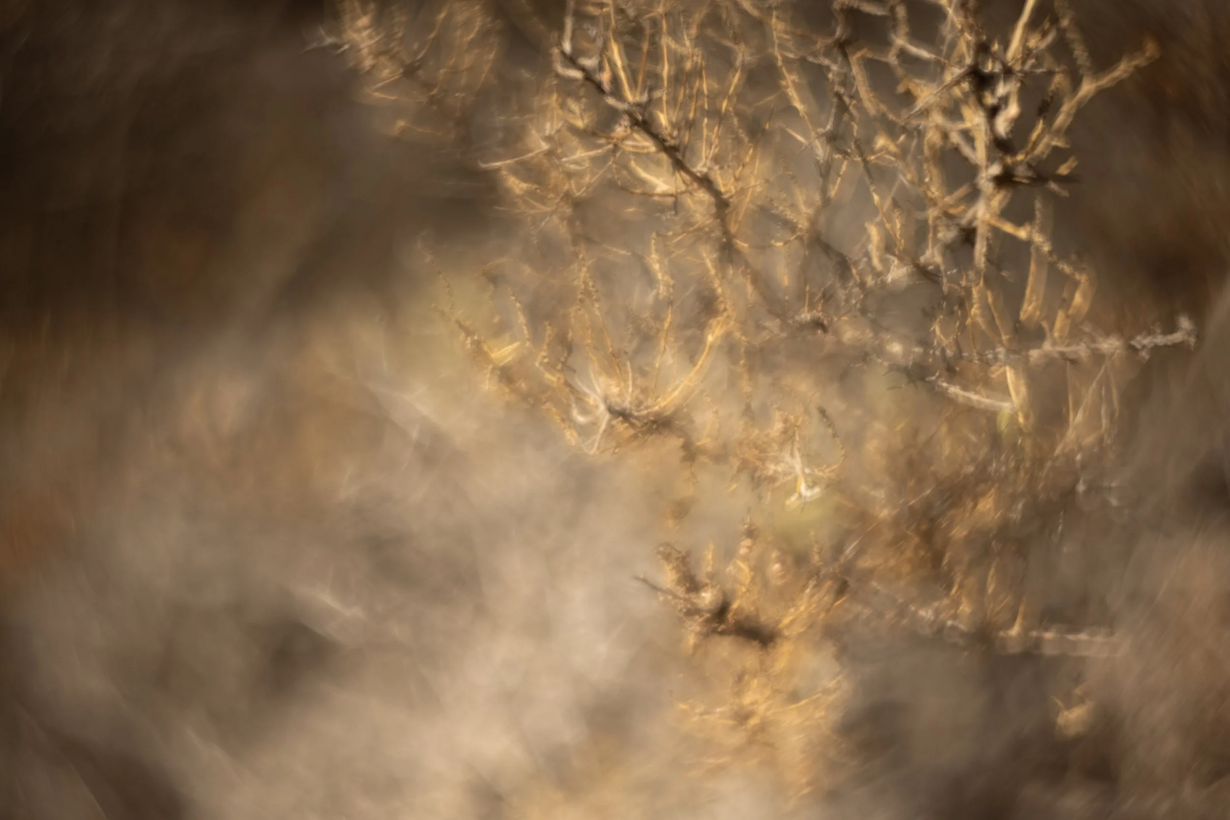 Natural Abstraction-1.jpg