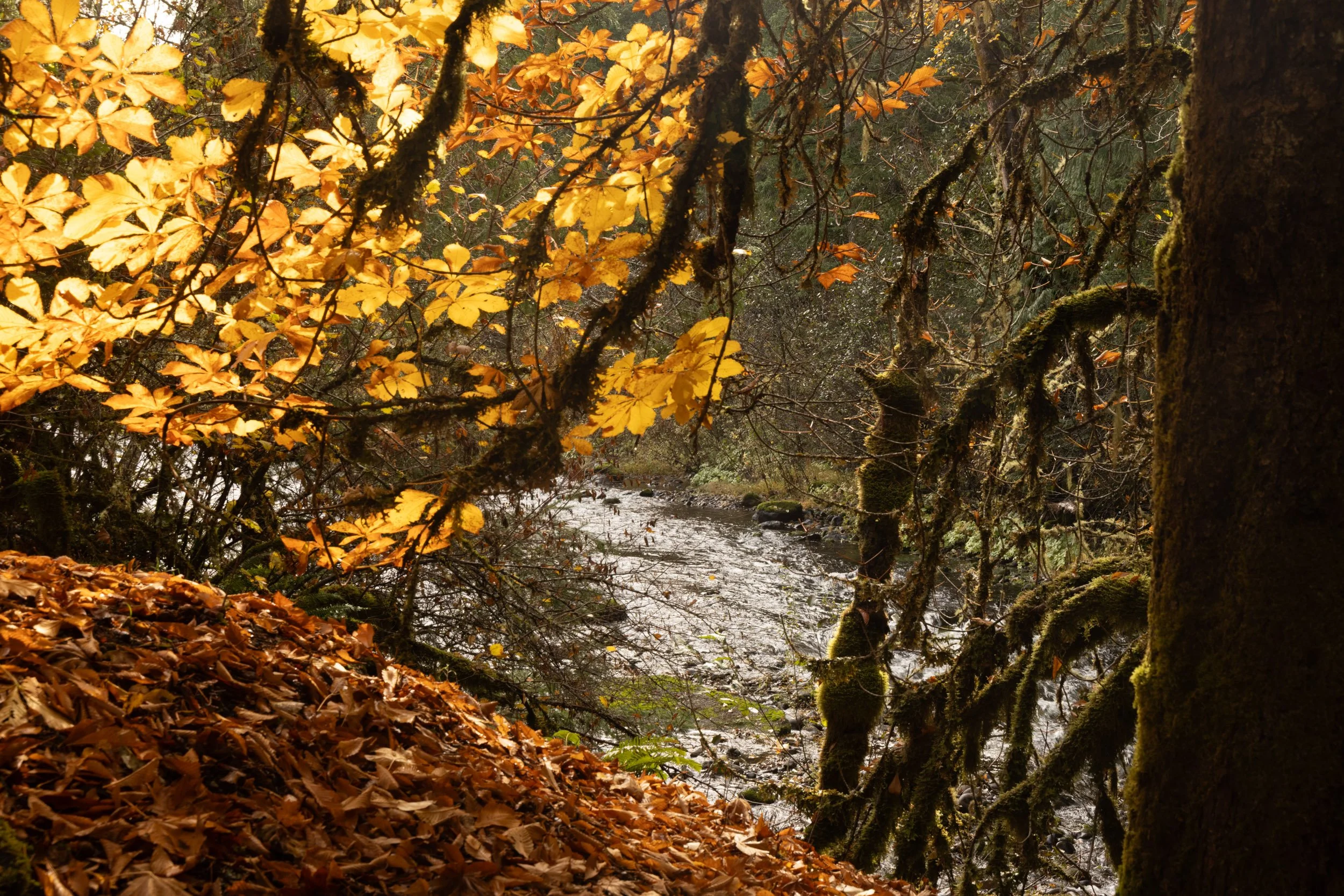 Shore Acres-1125-15.jpg