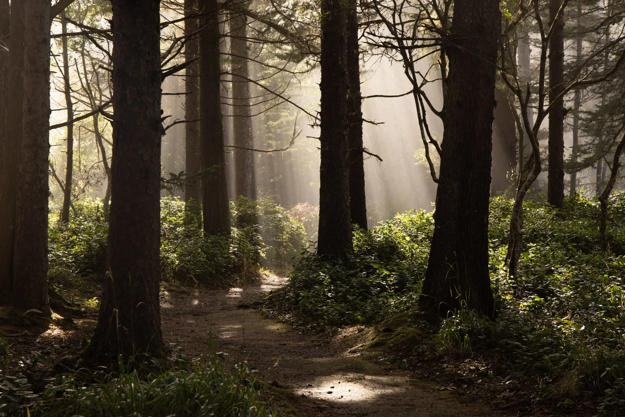 Shore Acres-1125-1.jpg