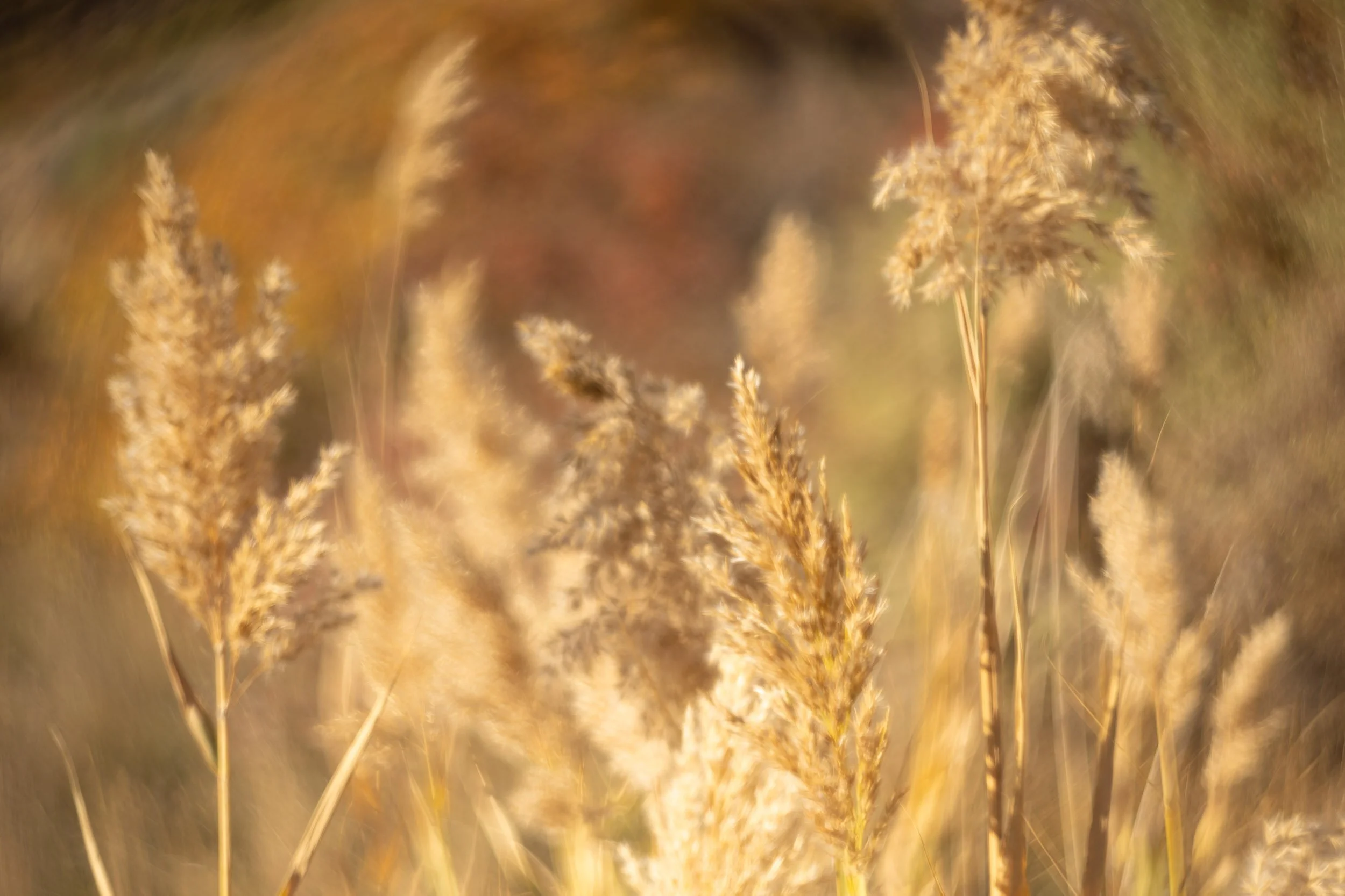 Natural Abstraction-2.jpg