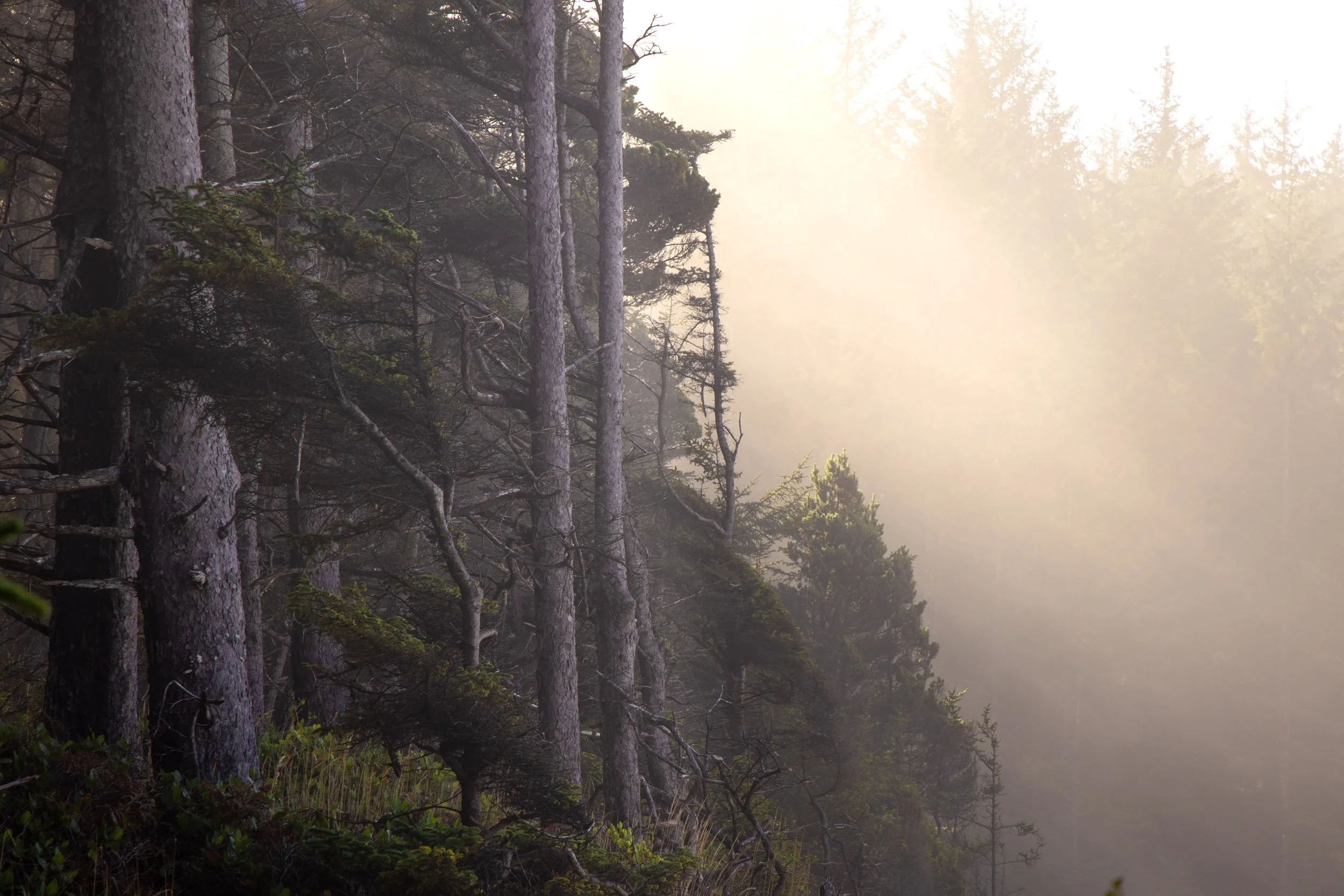 Shore Acres-1125-4.jpg