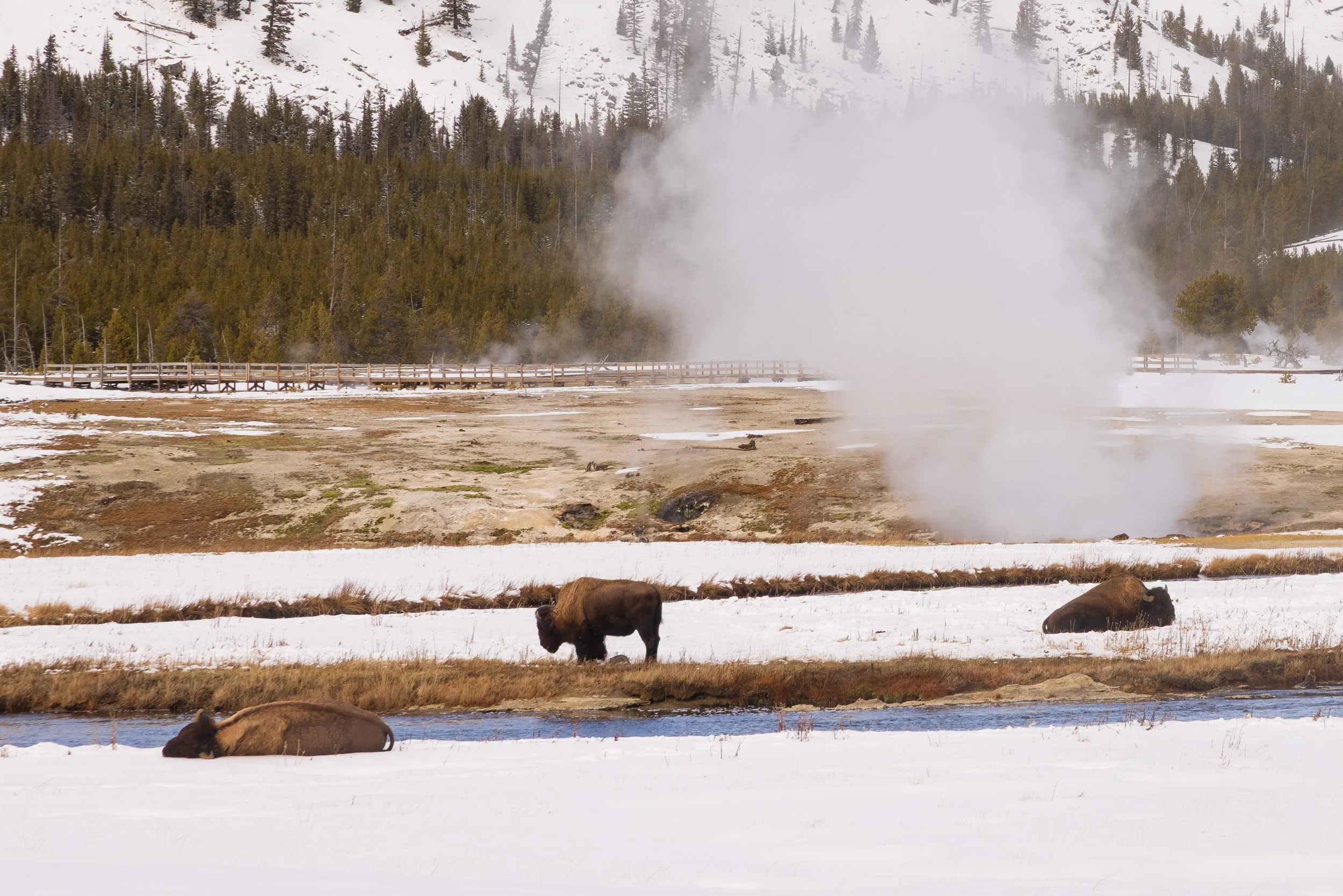 Yellowstone-0126-24.jpg