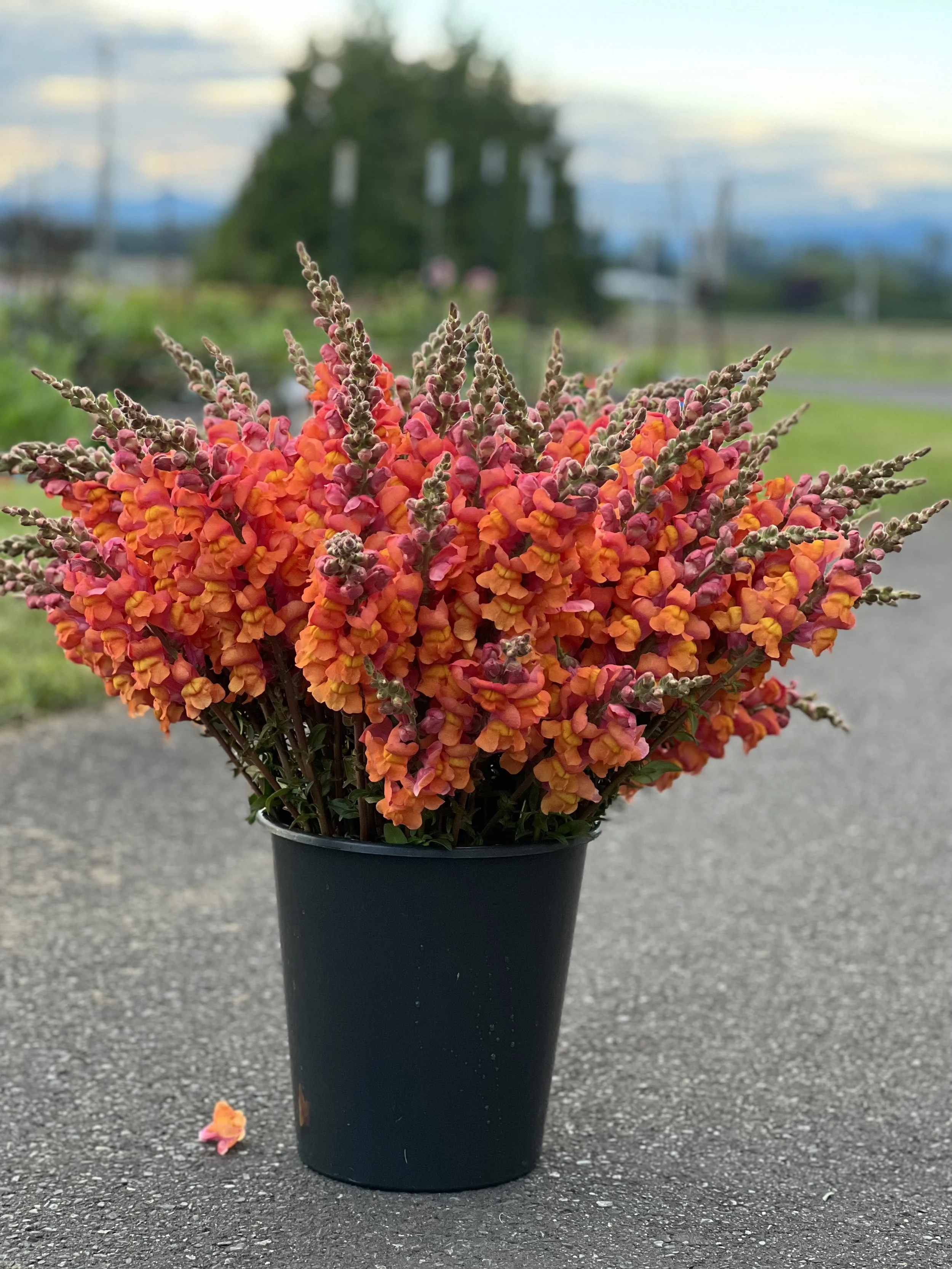 Snapdragon opus Orange