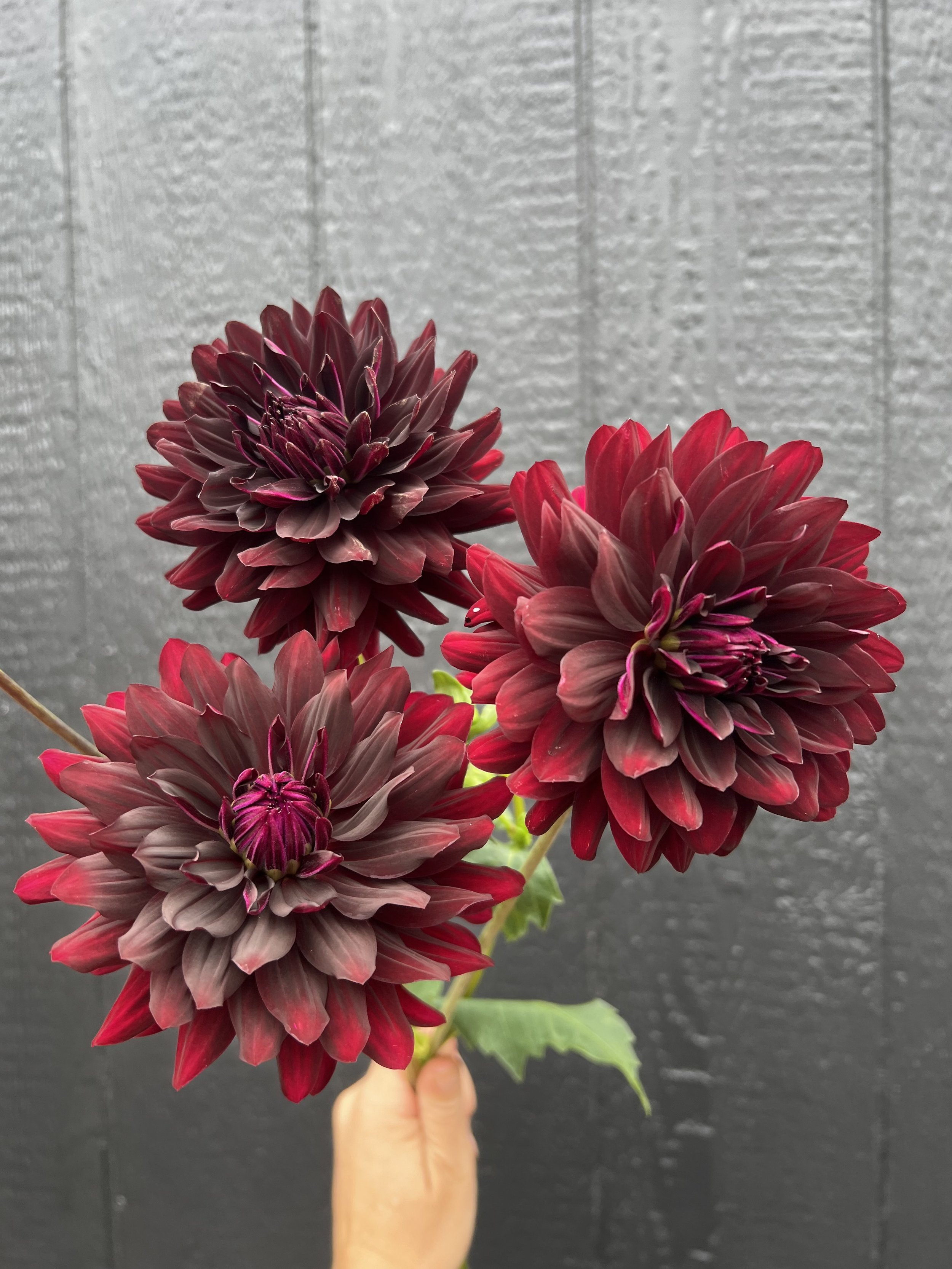 Hollyhill Black Beauty