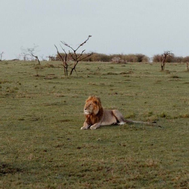 A few facts about the majestic lions that occupy the Maasai Mara:

🦁 Lions are the only cats that live in groups.

🦁 On average, male lions weigh 190 kgs or 420lbs.

🦁 A lion's roar can be heard up to 8 kilometers or 5 miles away.

🦁 Lions live o