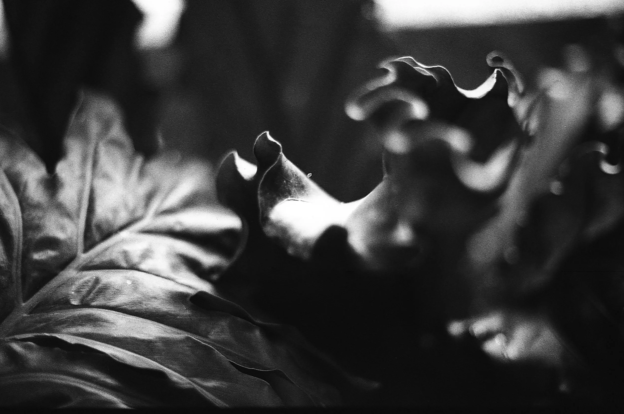 final sized still life.jpg