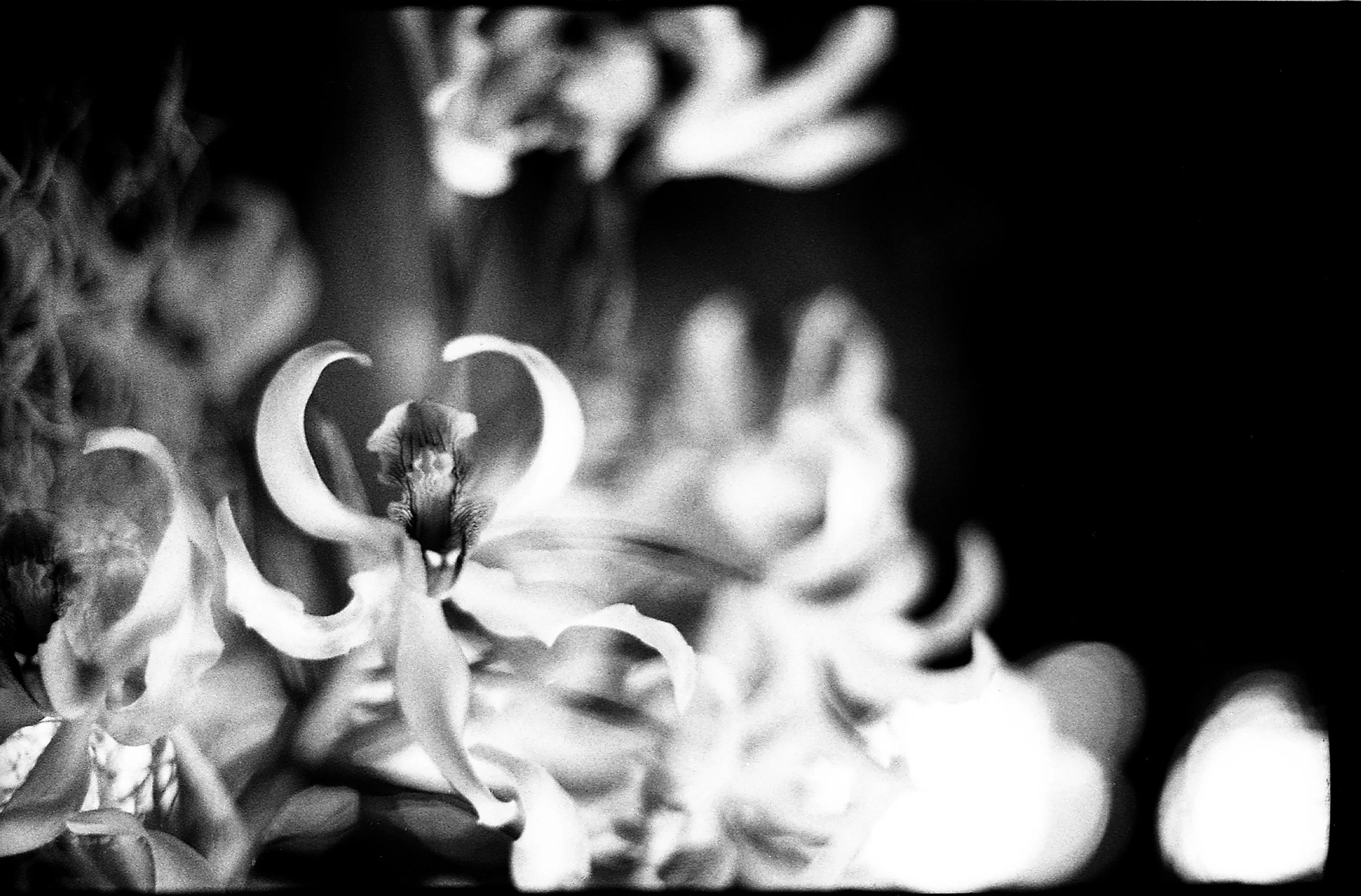 final sized still life 2.jpg