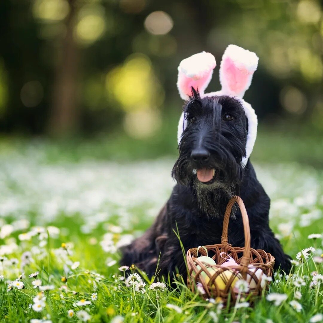 Hoppy Long Weekend! 🐇

Although we are closed tomorrow, we will be open regular hours on Easter Monday and will have some chocolate 🥚 sprinkled throughout the space for you to hunt for before or after your treatment! 

Here's to a restful and relax