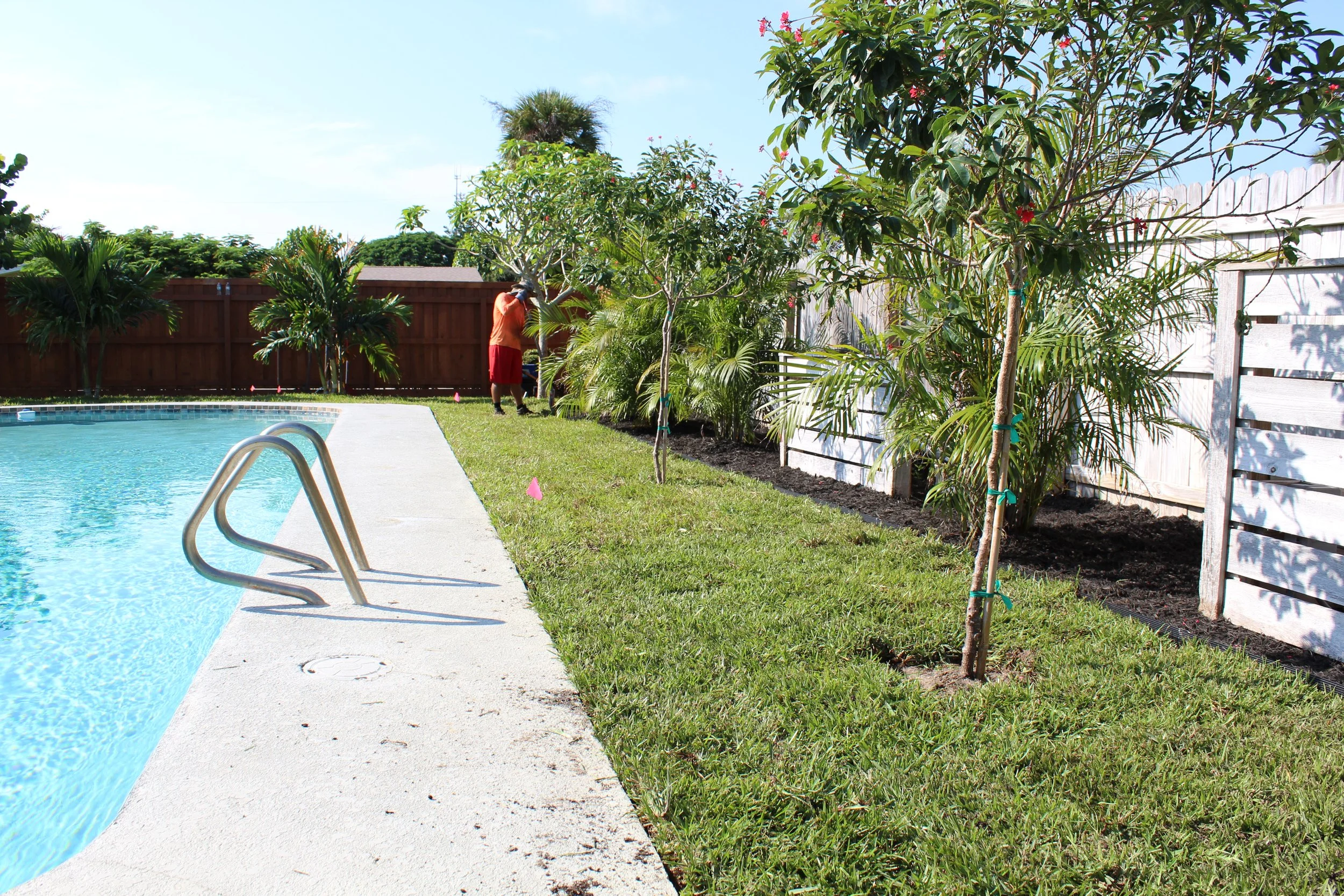 How to Properly Plant a Tree