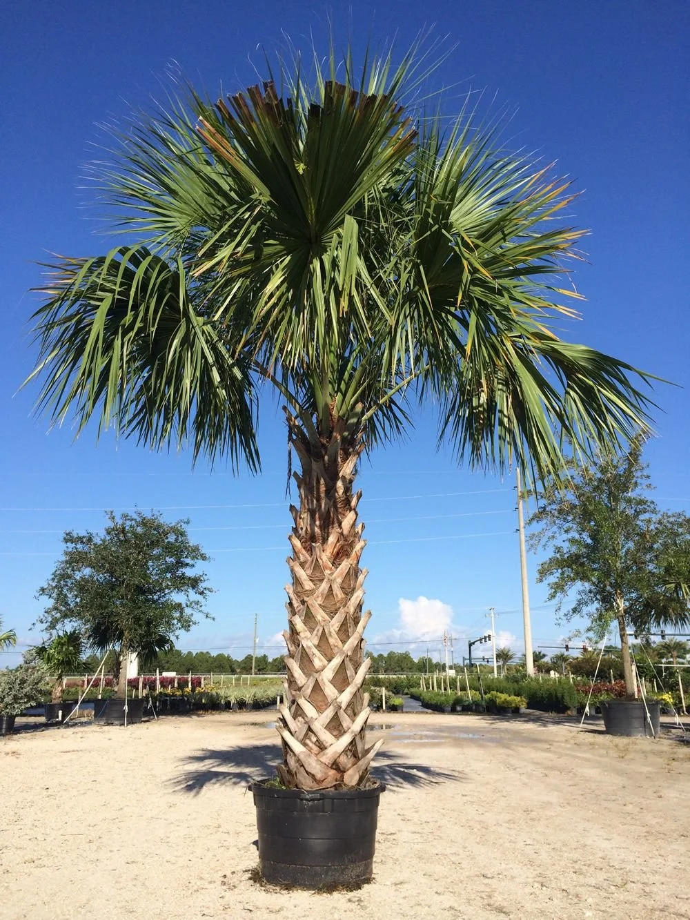 Picking the Perfect Palm Trees for Your Space Coast Florida Yard