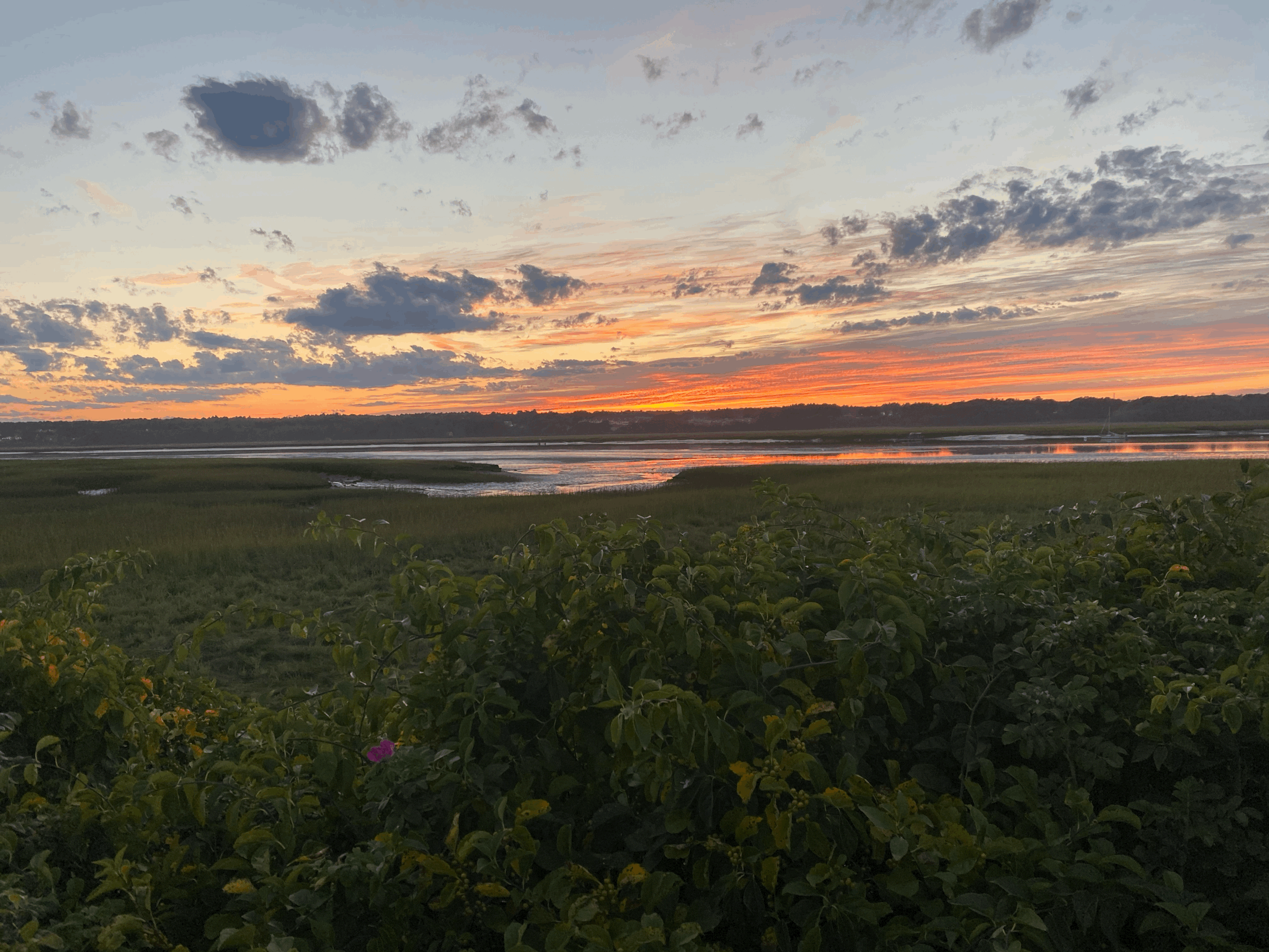 General 3 — Seacoast NH dogs