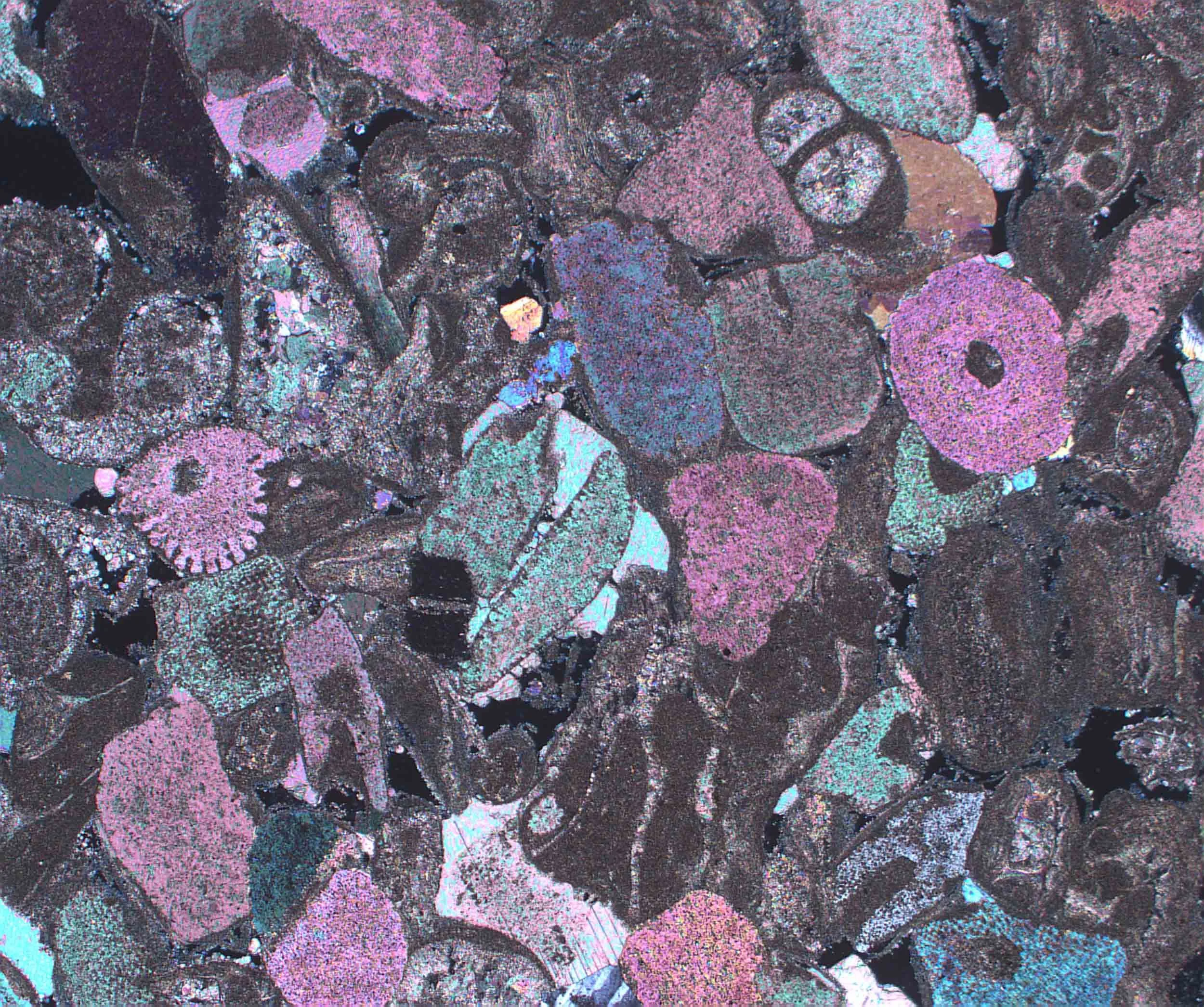 Petrographic examination of limestone shows fossils visible under cross polarized light