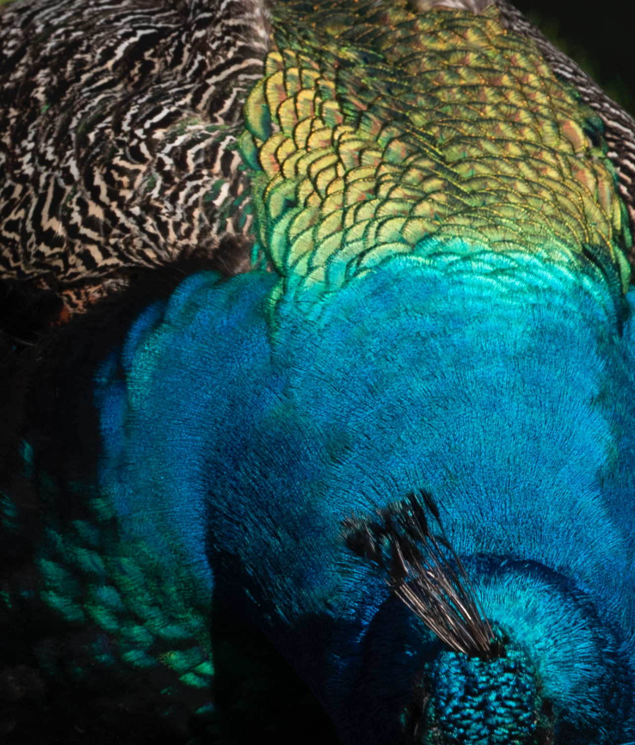 Screen Shot 2025-10-13 at 9.04.14 PM.png