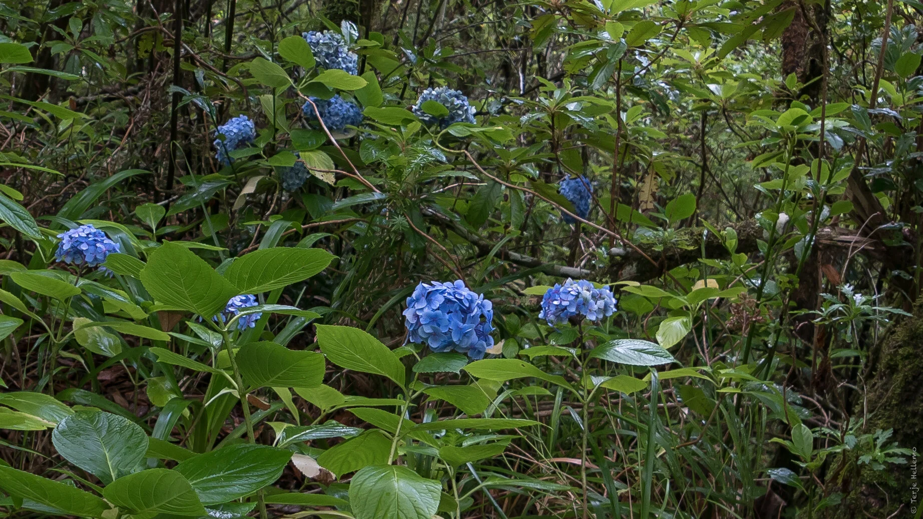 Oktoberflora.