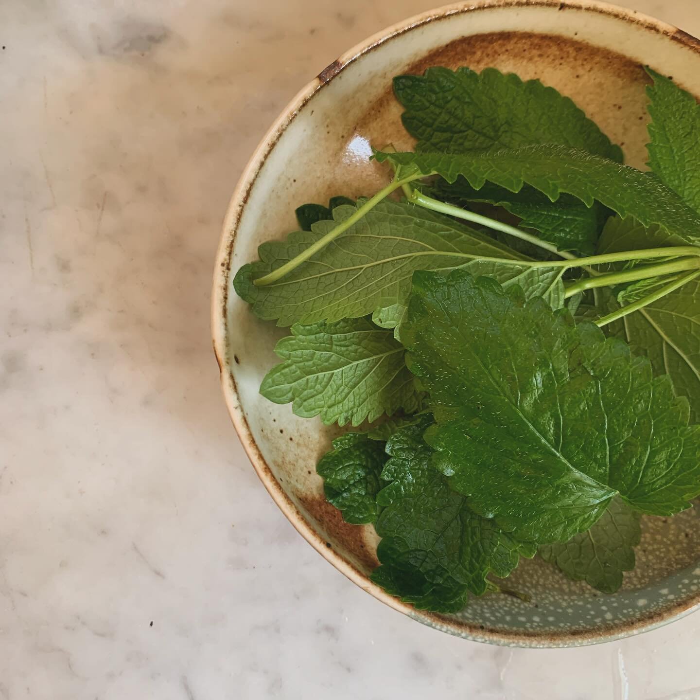 We&rsquo;ve had so much lemon balm volunteering in the garden at my house! 

I made some lemon balm pesto following the pesto template recipe from @chestnutschoolherbs in their book The Healing Garden and it is so delicious. I was super skeptical abo