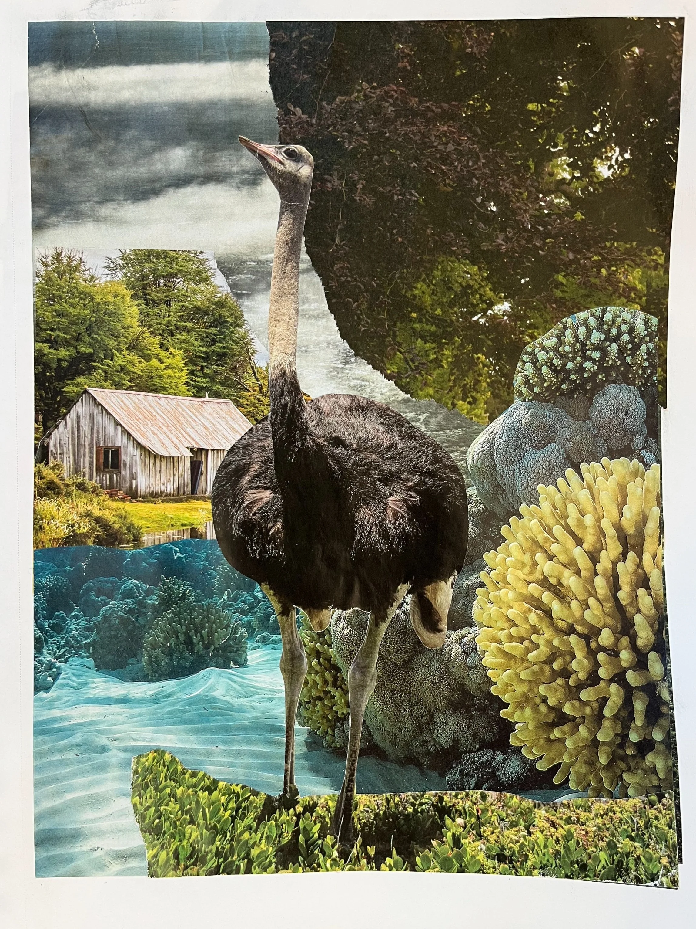 Collage featuring an ostrich standing among various nature scenes, including trees, a barn, water, and coral reefs.