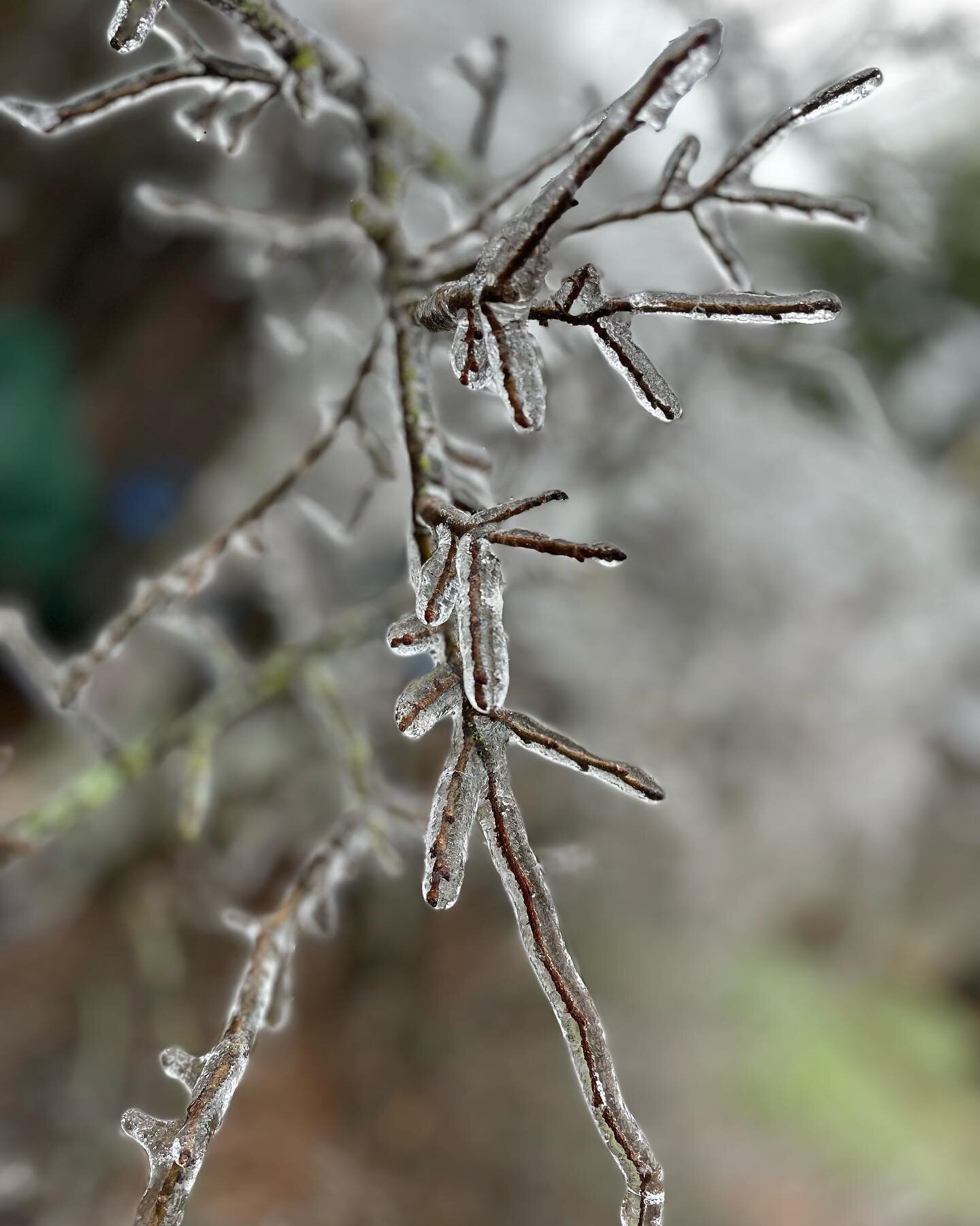 Welp, here we are again &hellip; another Texas Ice Storm ▫️▫️

At moments, the ice is magical looking ▫️Others, images of fallen trees + damaged property ▫️

Its heartbreaking to see our city&rsquo;s beautiful trees bent over with the weight of this 