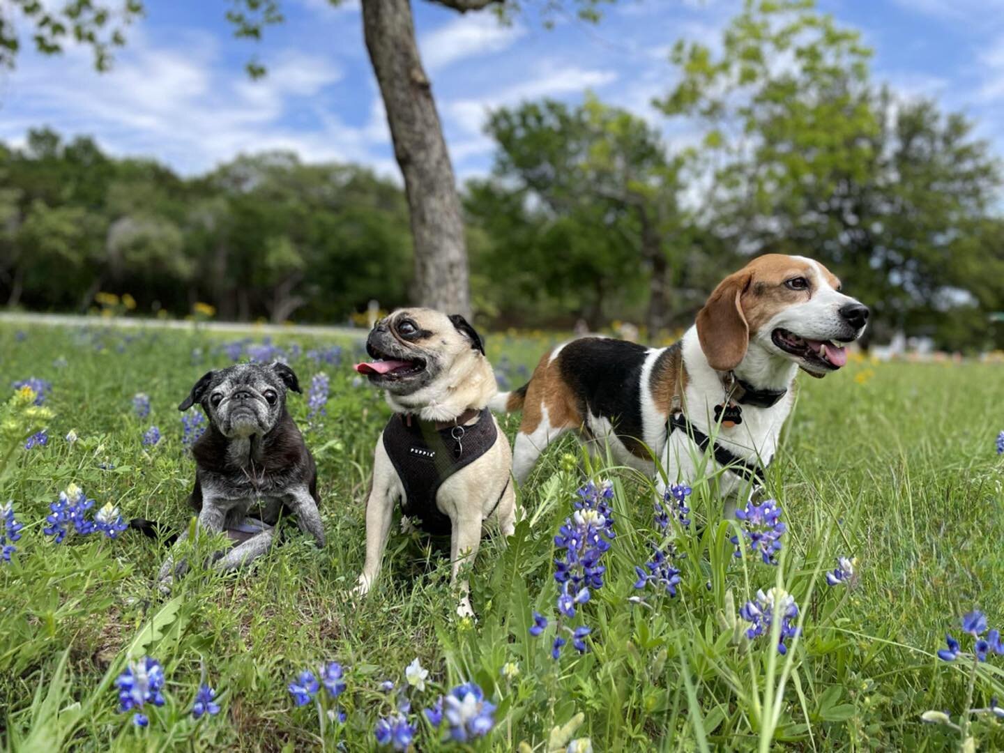 Our attempt at a Bluebonnet pic on our way to Kitefest 🪁 A little weak on the bluebonnets but I&rsquo;ll take it ▫️▫️

We need to up our game next year ▫️There were some serious kites out there ▫️The bat was my fav in the end &hellip; just in time f