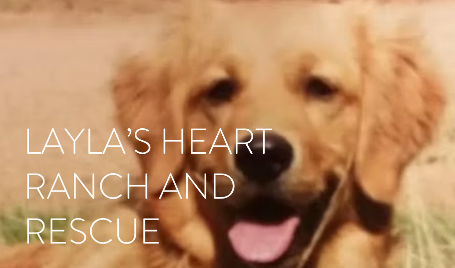 Blurry picture of a dog with text floating on top