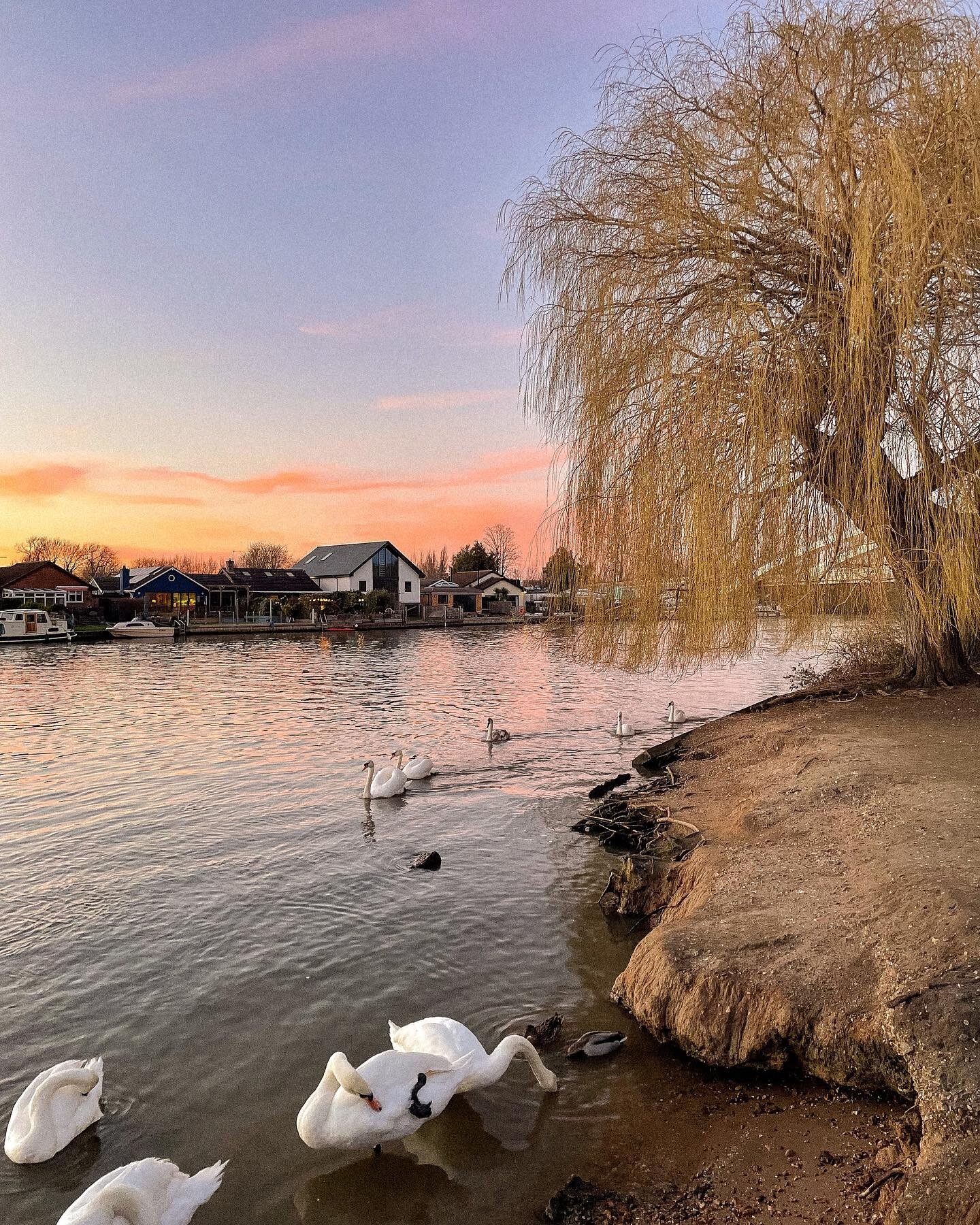 Scenic moments along the river bank 🧡🦢