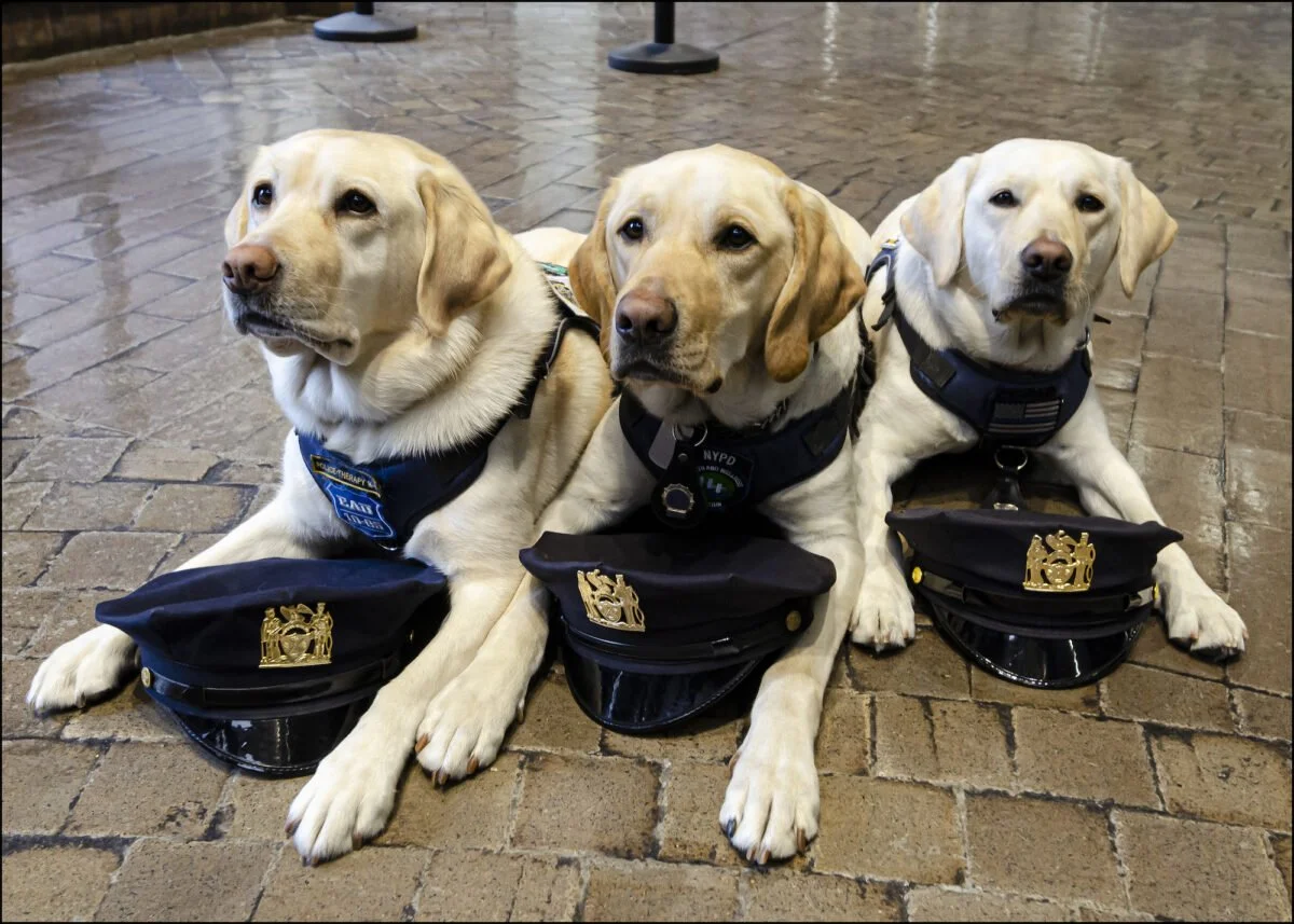 LT-NYPDTherapyDogs-1BB-1200x857.jpeg