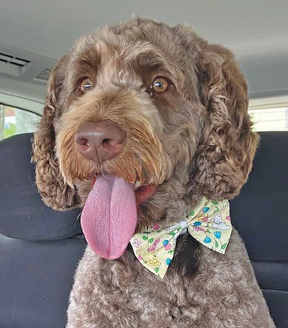 LGHP Teddy Service Dog2.jpeg