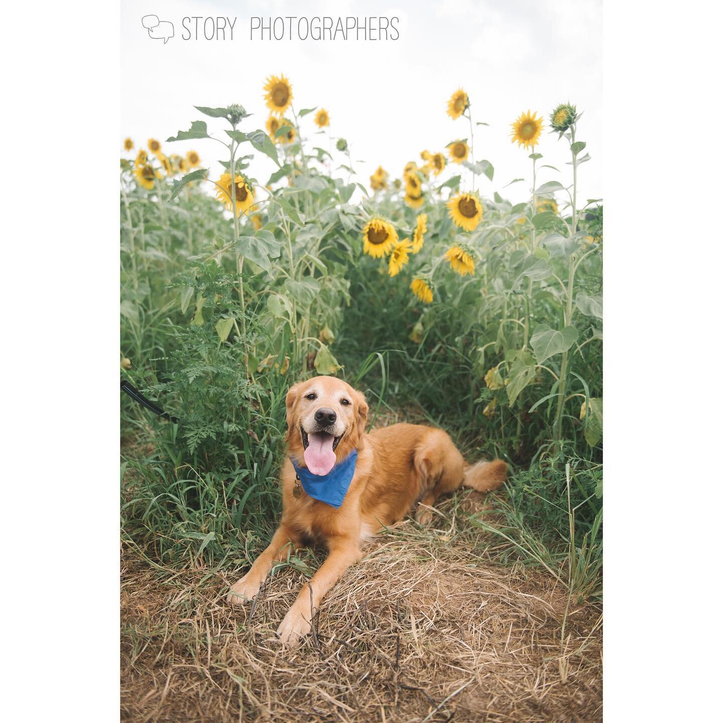 🌻&nbsp;NOW BOOKING Sunflower Sessions 2022 🌻

It&rsquo;s sunflower time! The sunflowers are getting close to perfection and are projected to bust open mid-July! Becca and I are ready to sweat in the sunflowers with you!

🌻We will be scheduling min