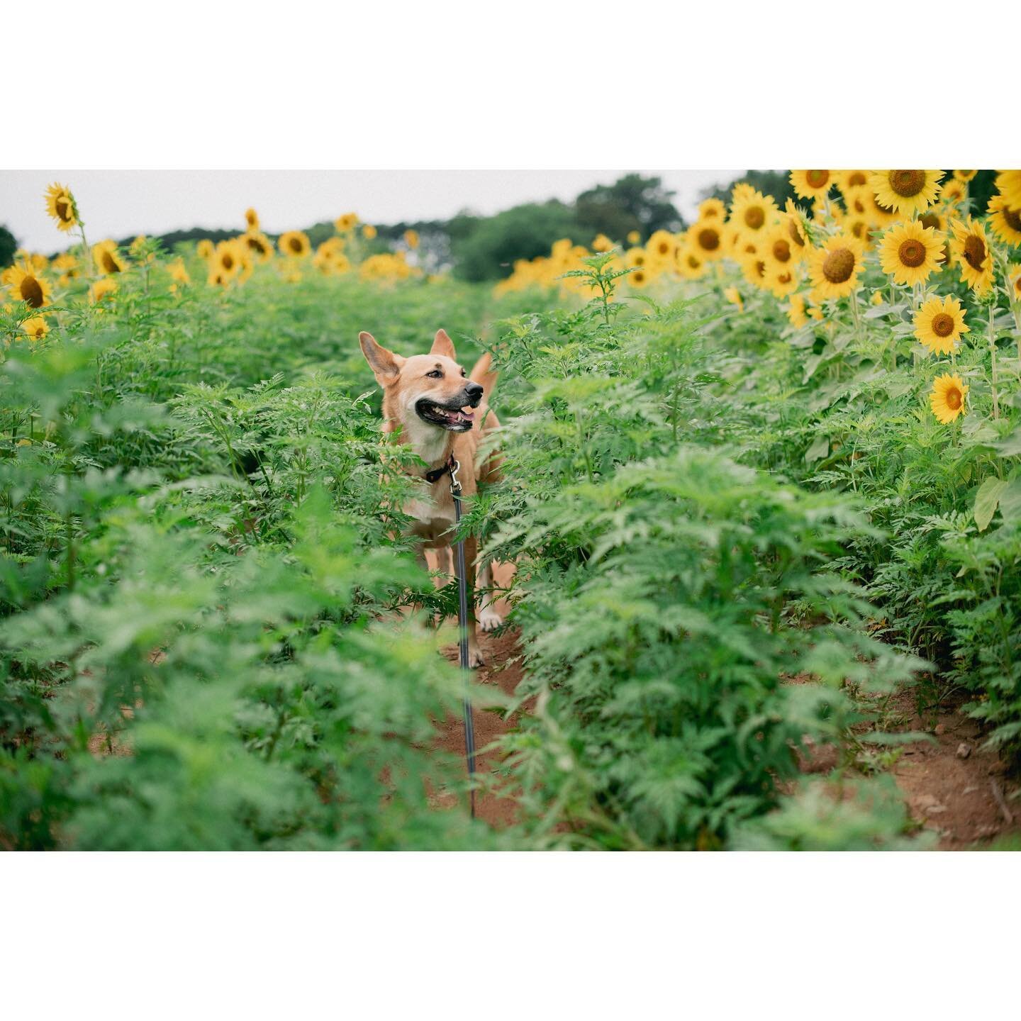 🌻 It&rsquo;s been a hot and humid sunflower week! Thank y&rsquo;all for getting up early and running around the 🌻 with us!! Because of using a different variety this year, I&rsquo;m finding the sunflowers are on their way out much faster than years