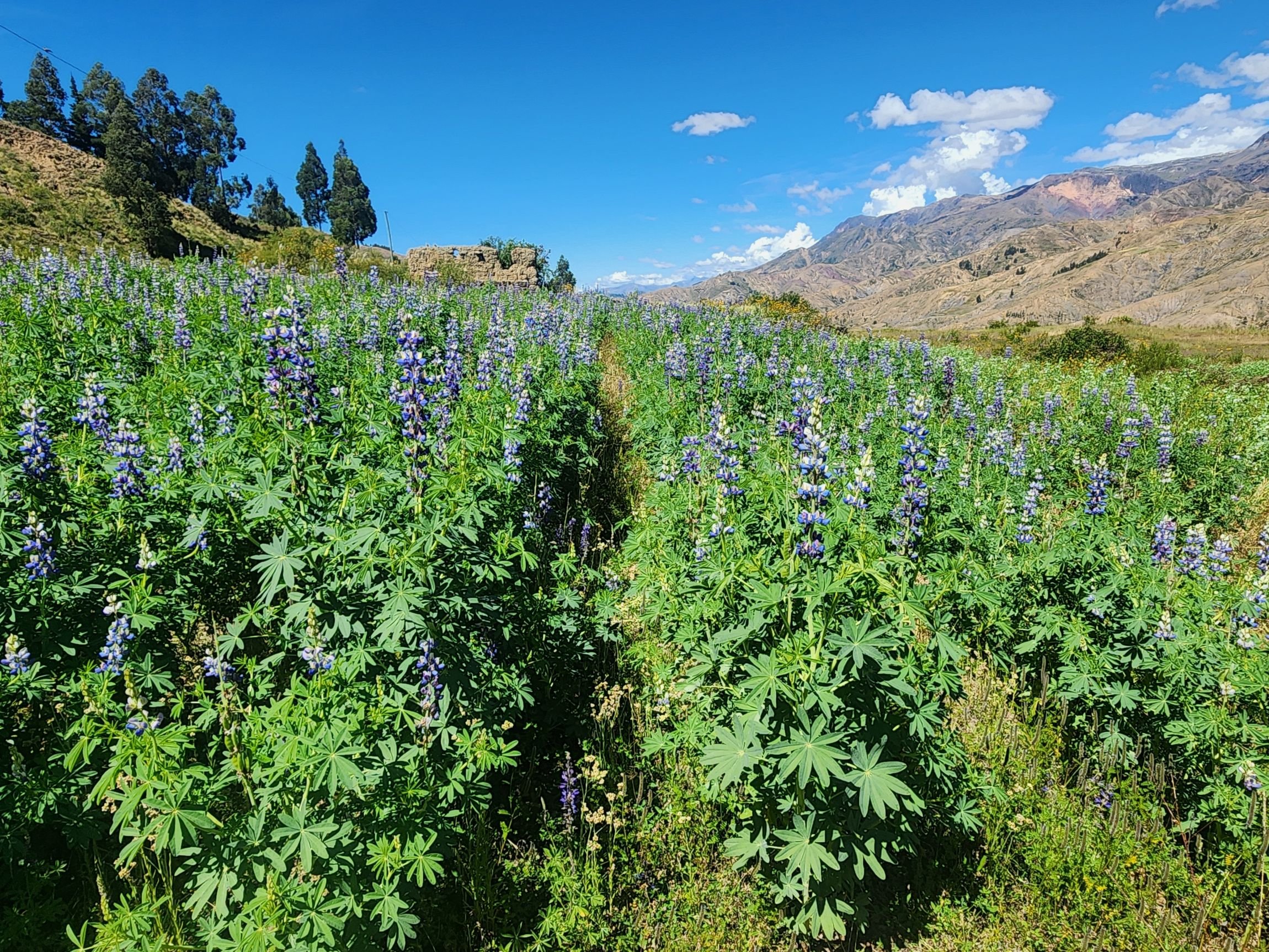 Restoration monitoring site in Potosi, Bolivia, May 2026