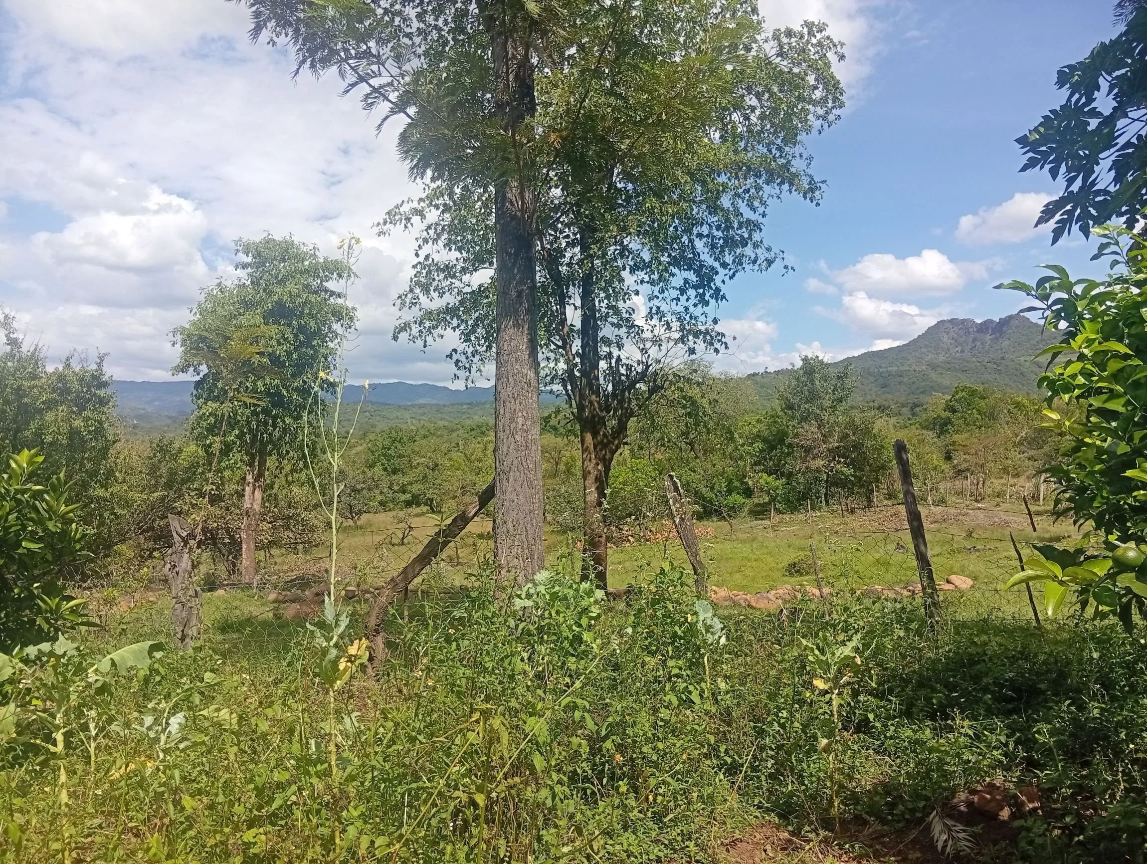 Restoration monitoring site in Baringo, Kenya, November 2025