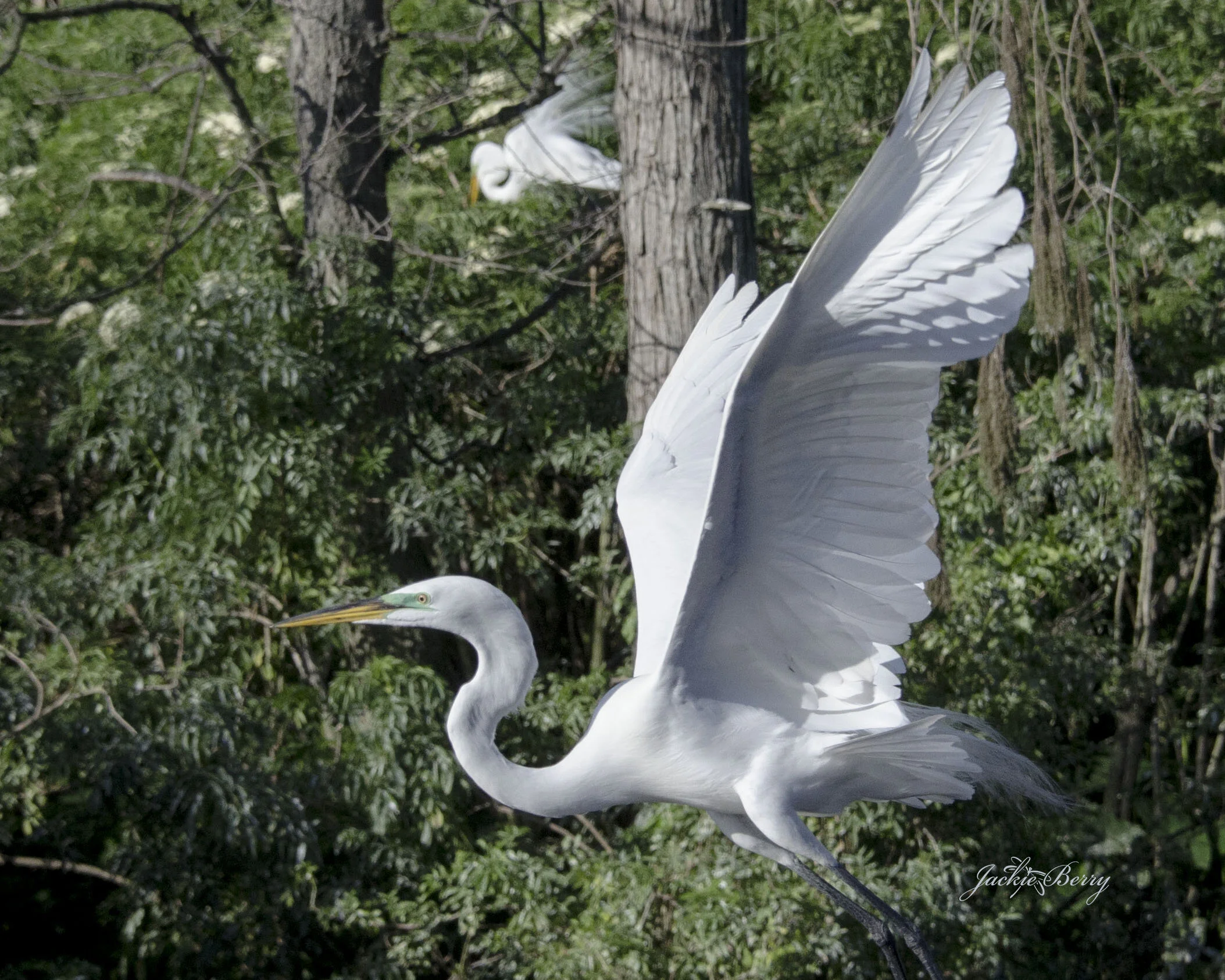 2014 March 16 Gatorland (140B).jpg