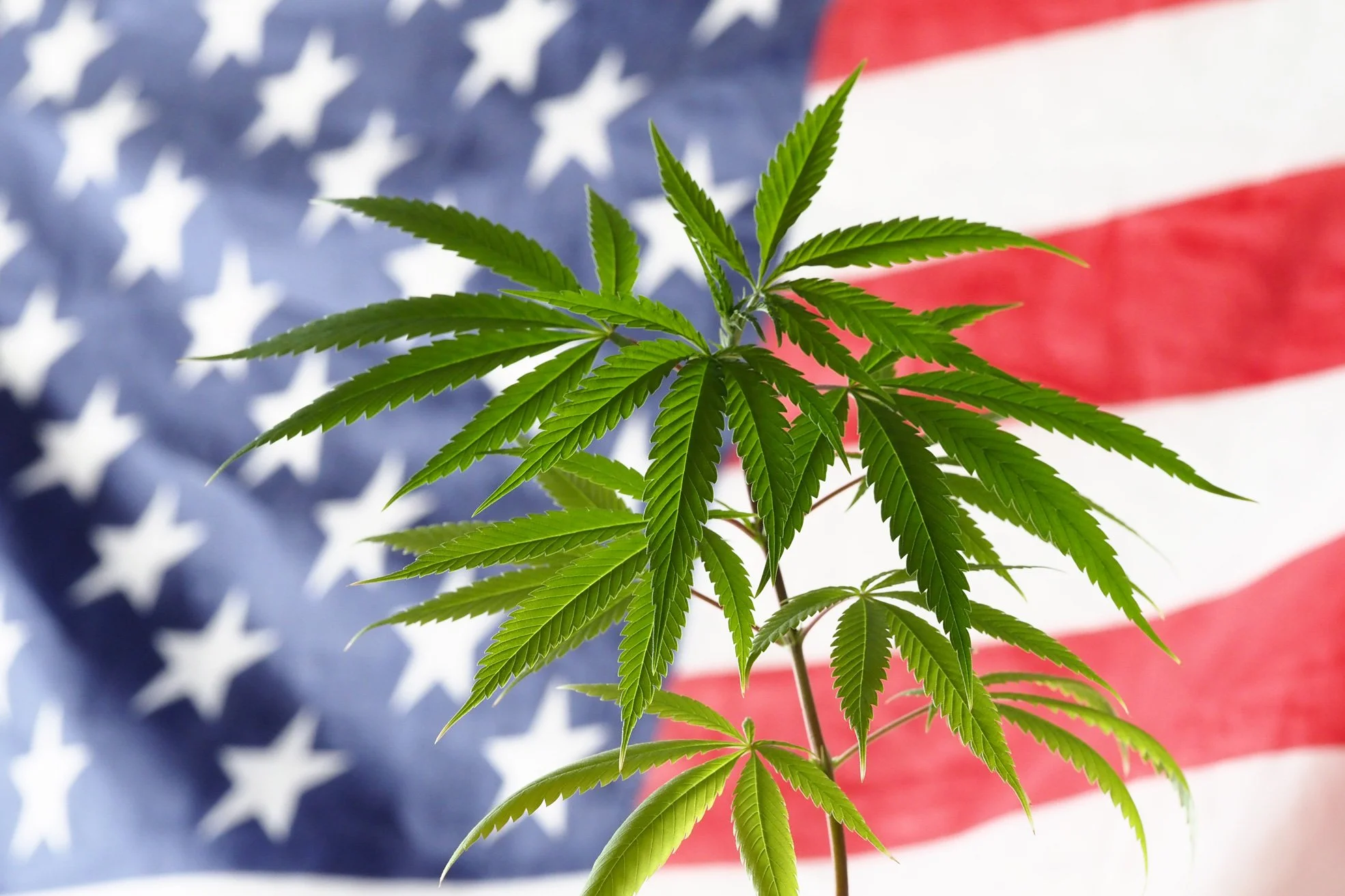 Memorial Day in New Mexico: Local Traditions &amp; Top Cannabis Picks