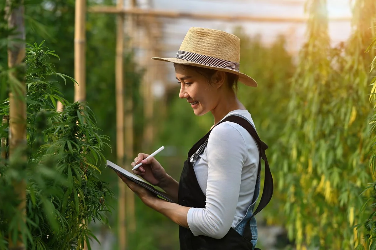 Discover the Best Cannabis Strains For Pain Relief in New Mexico