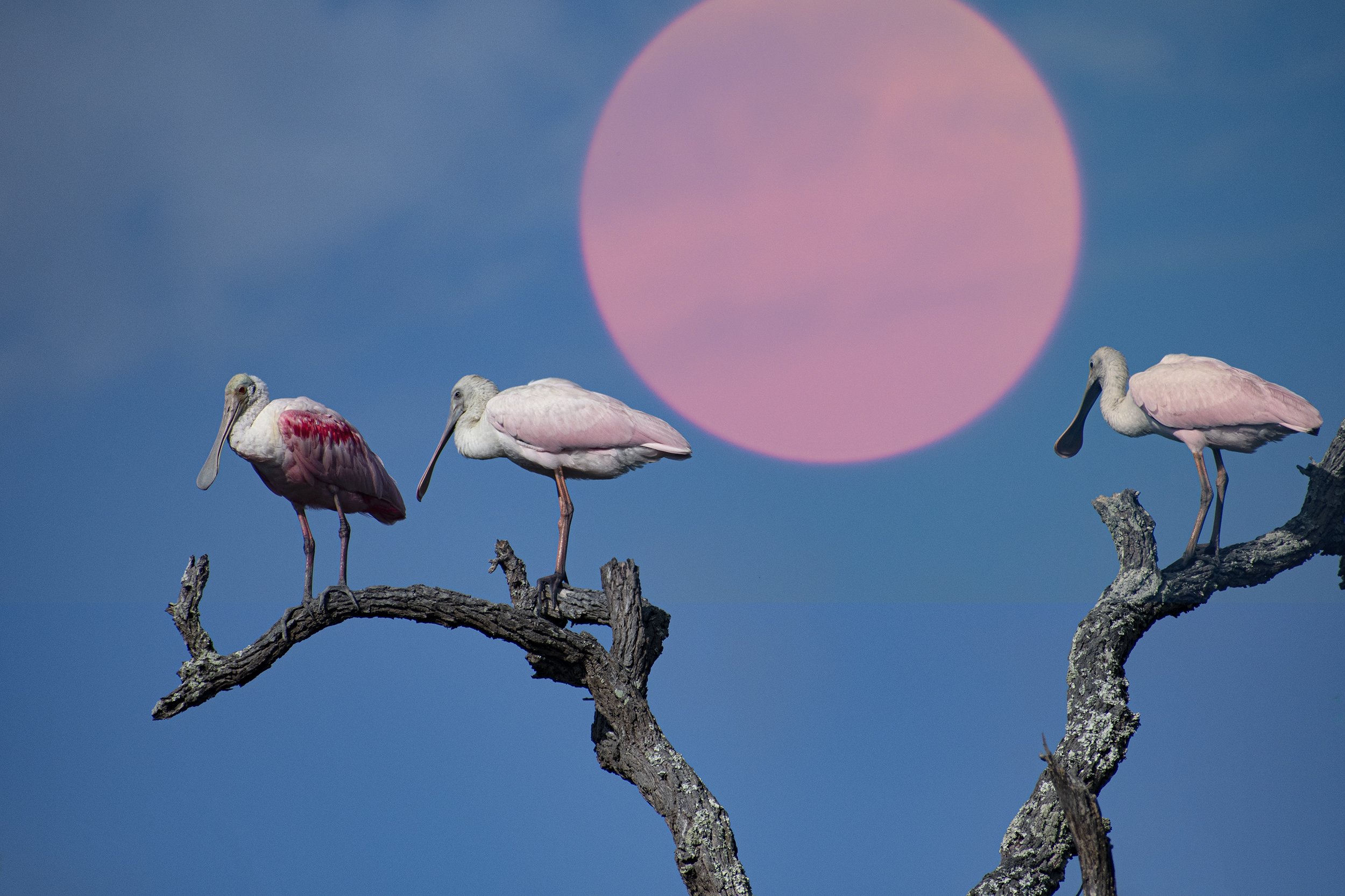 Spoonbills_WK.jpg