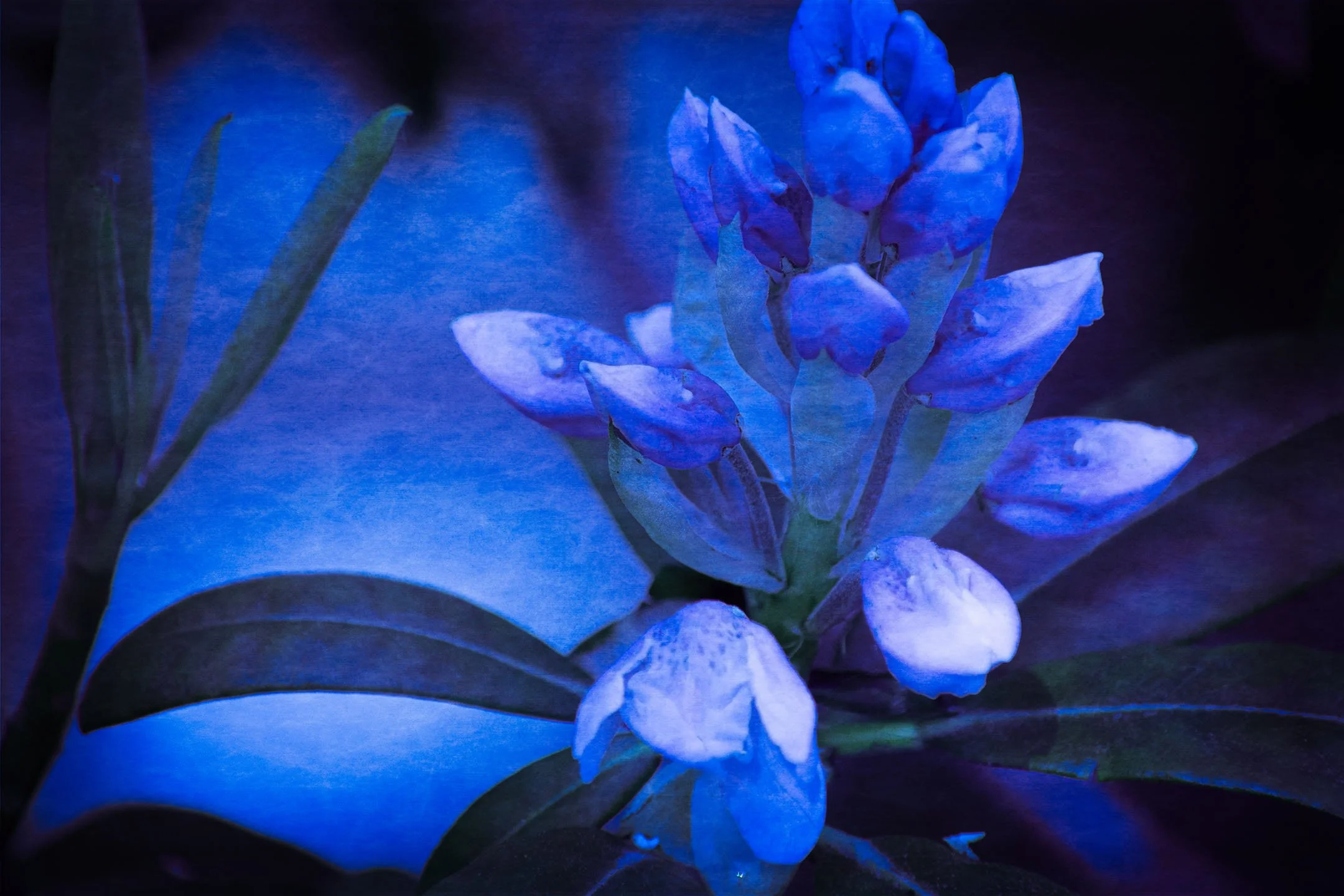 Untitled (Blue Zone) #11