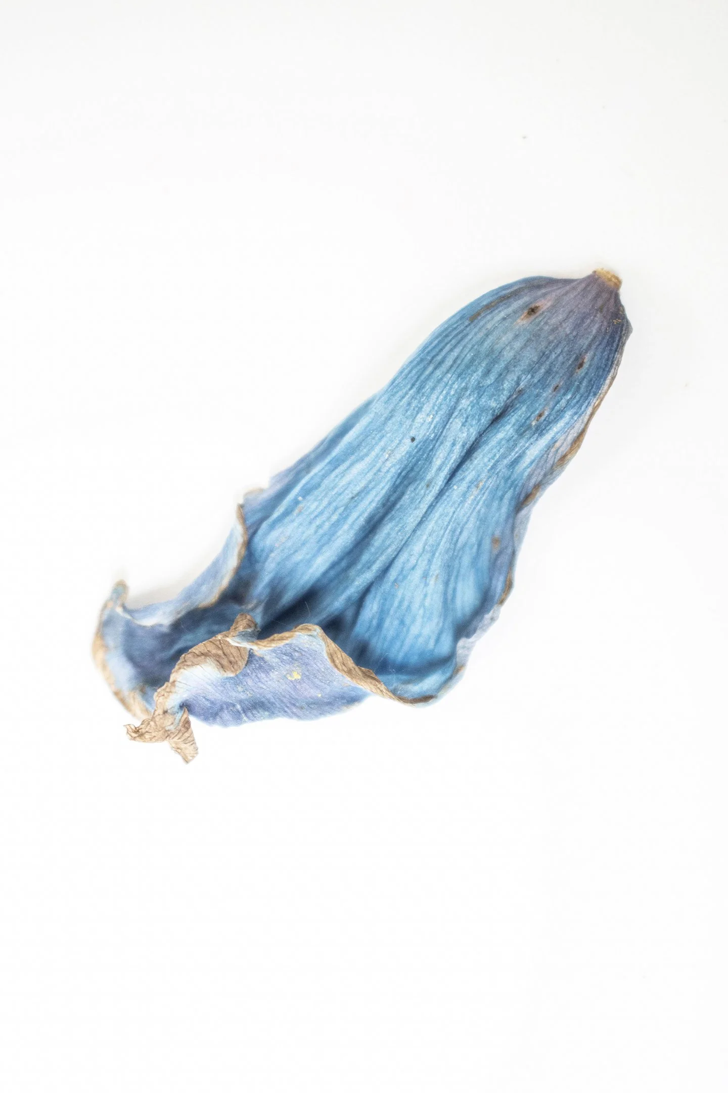 Untitled (Tranquility) #2