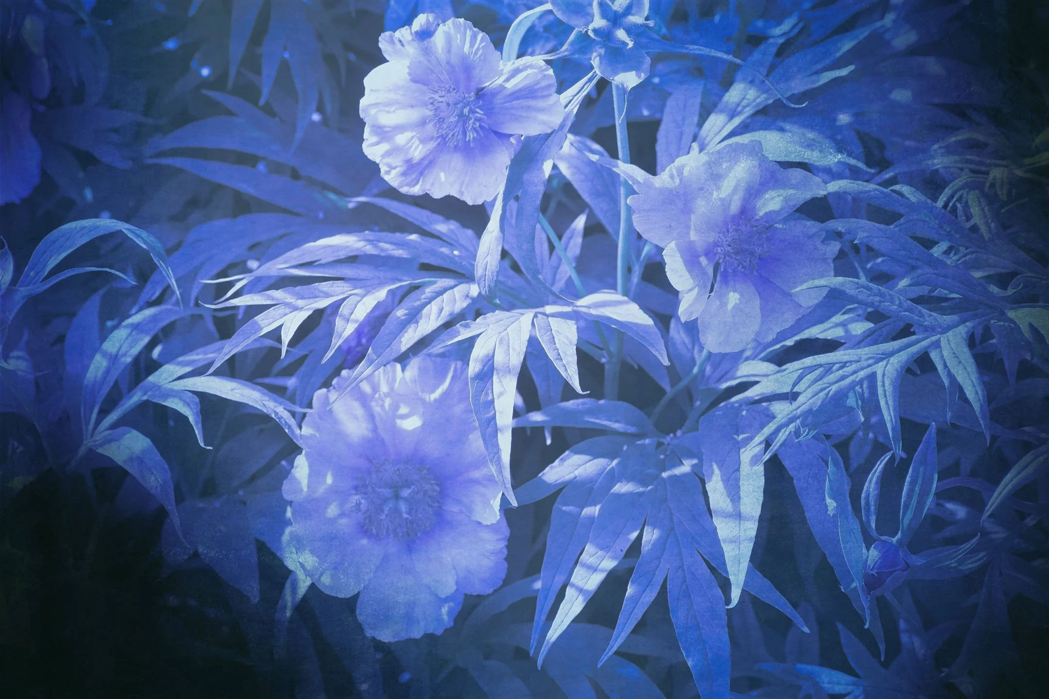 Untitled (Blue Zone) #11