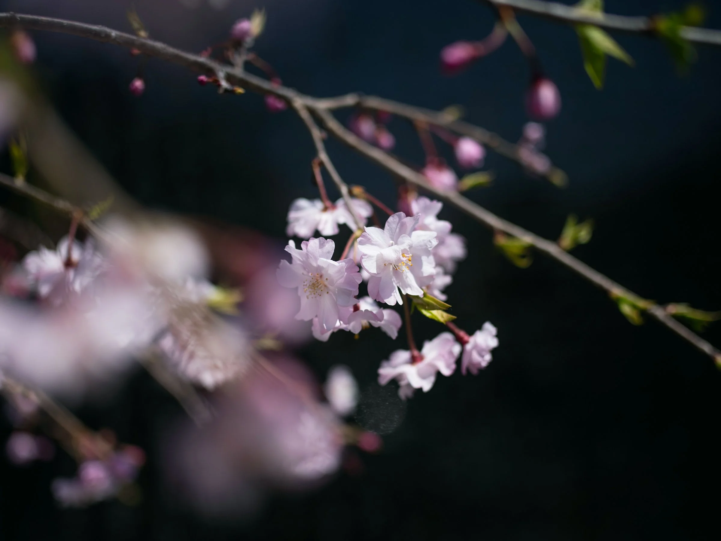 Japan-8435sm.jpg