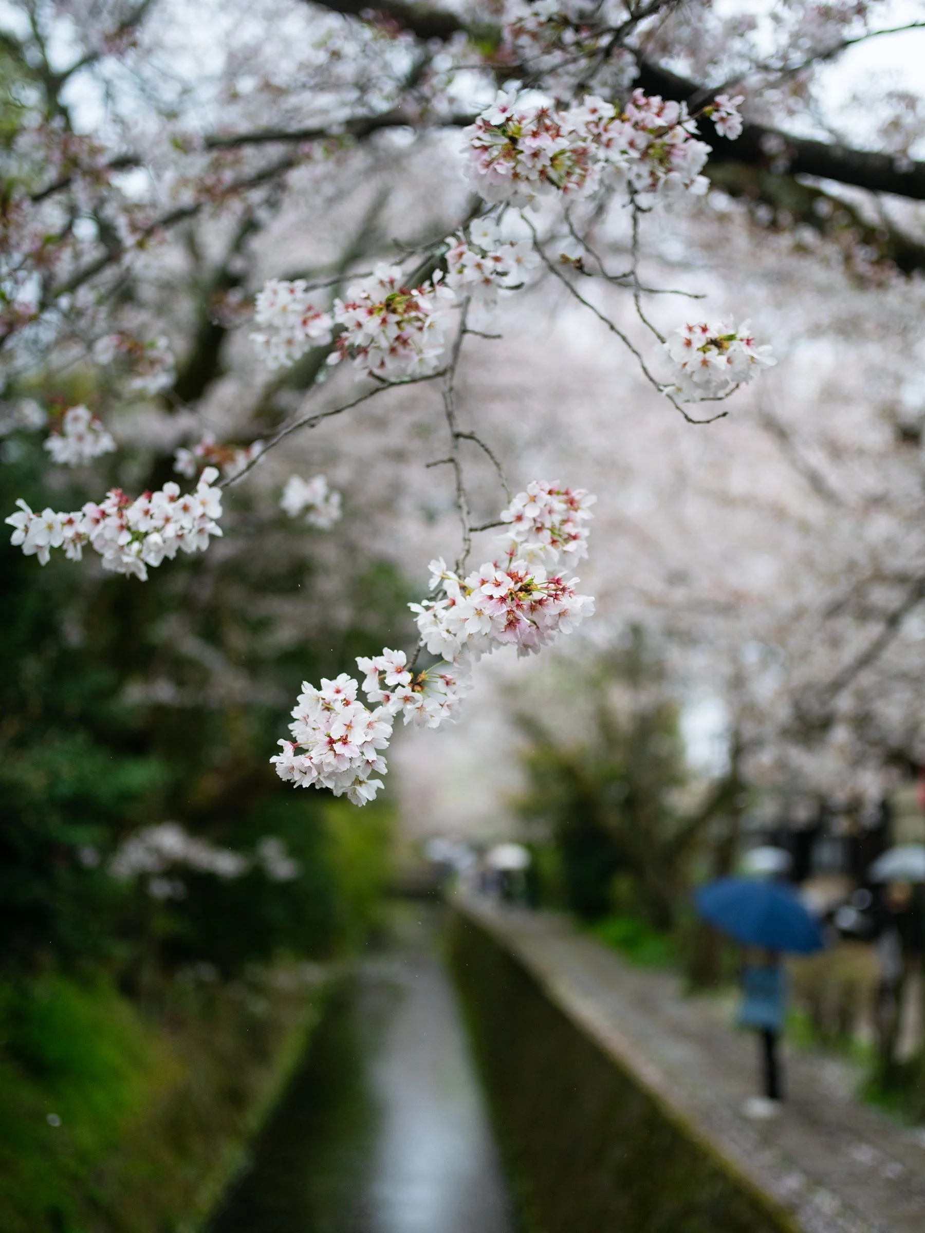 Japan-8560.jpg