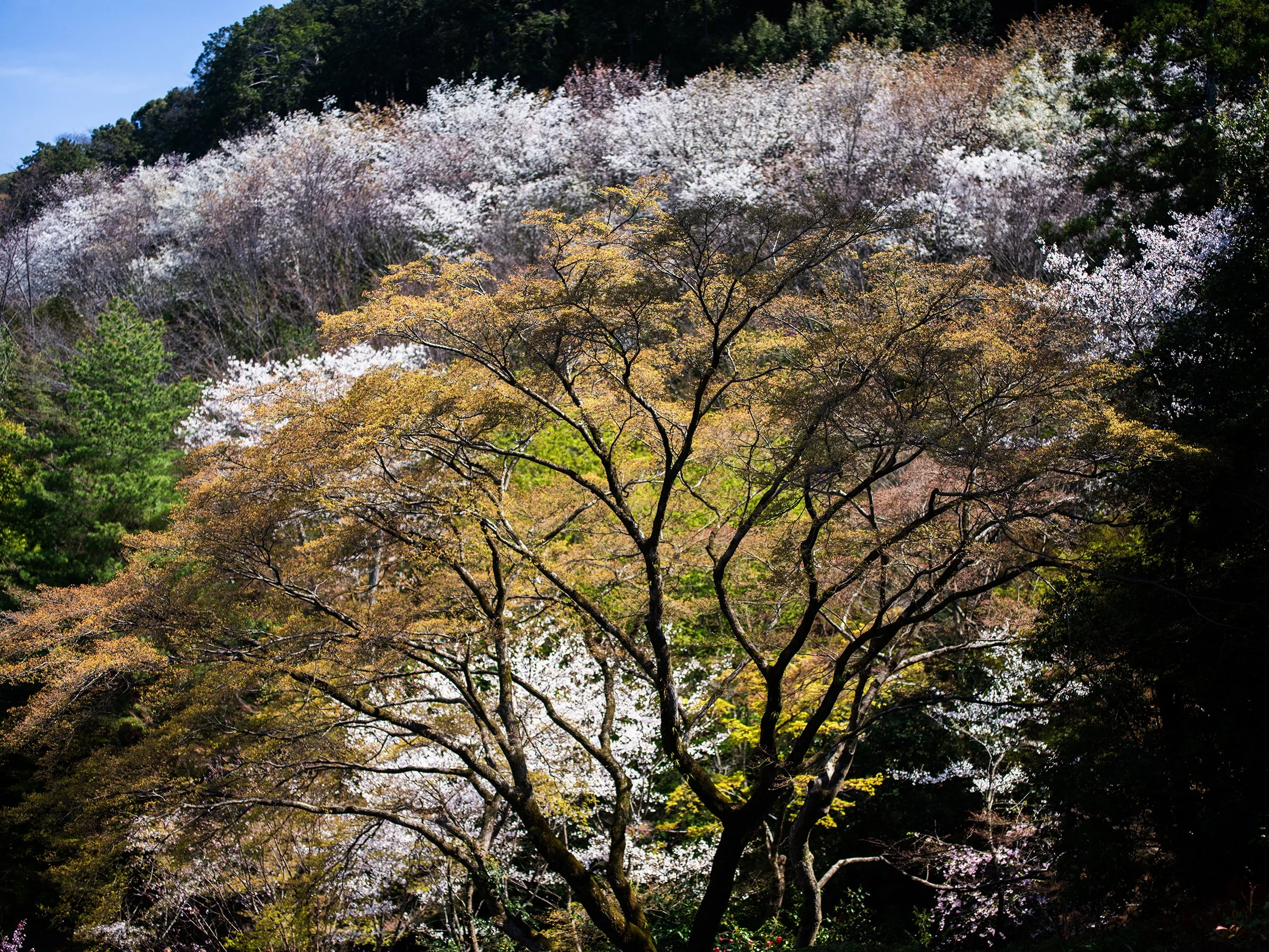 Japan-8430.jpg