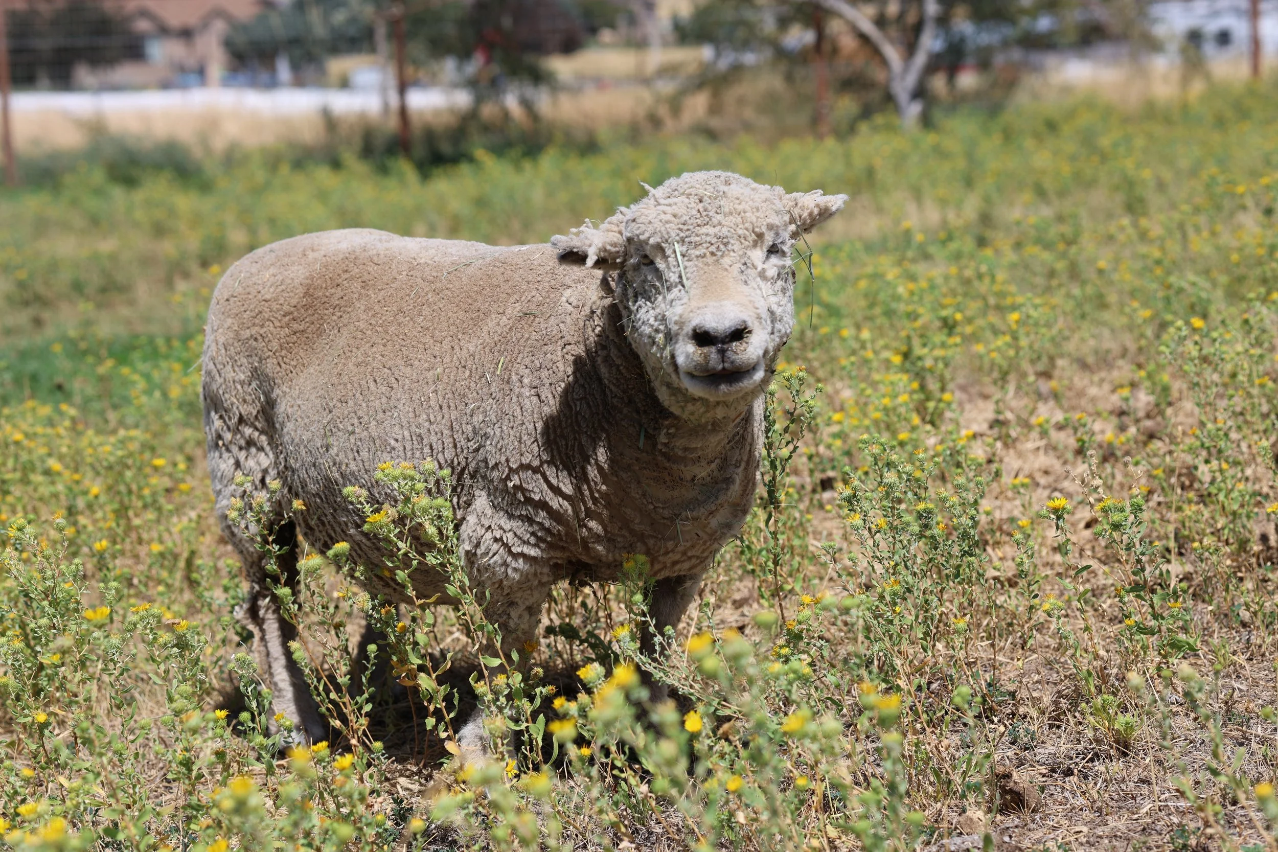 PLANT BINGO @ THE SANCTUARY