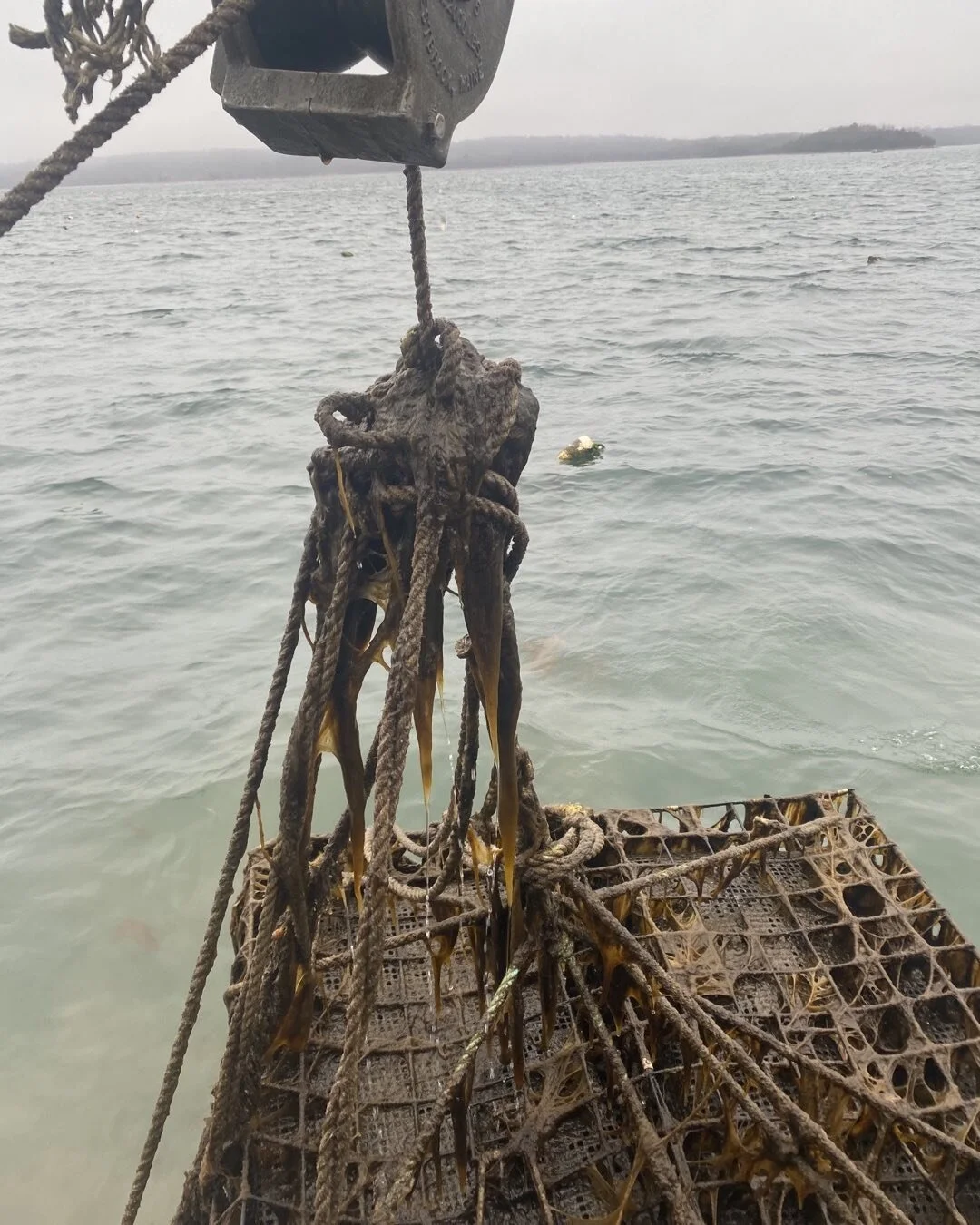 Ya gotta love spring slime !! Straightening out gear that moved around in winter storms!!! 🦪