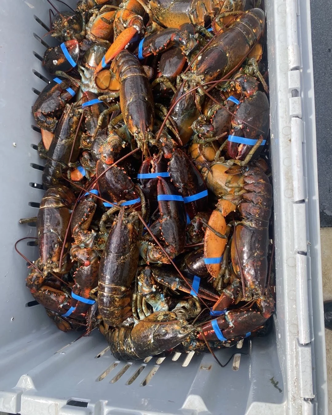 Lobsters for sale !!🦞🦞🦞🦞