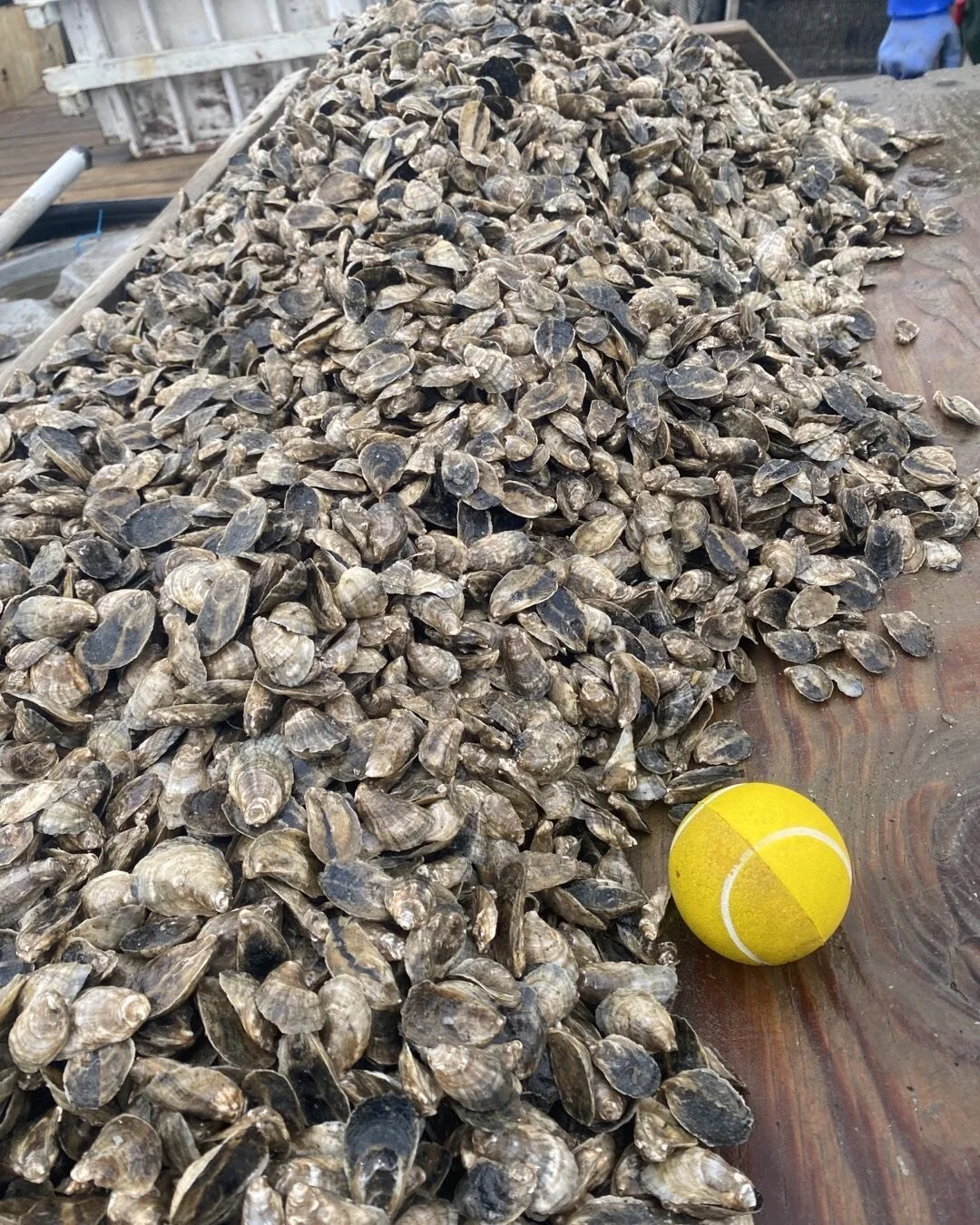 If you can guess how many oysters that is you you get a free dozen beautiful Markets ! 🦪