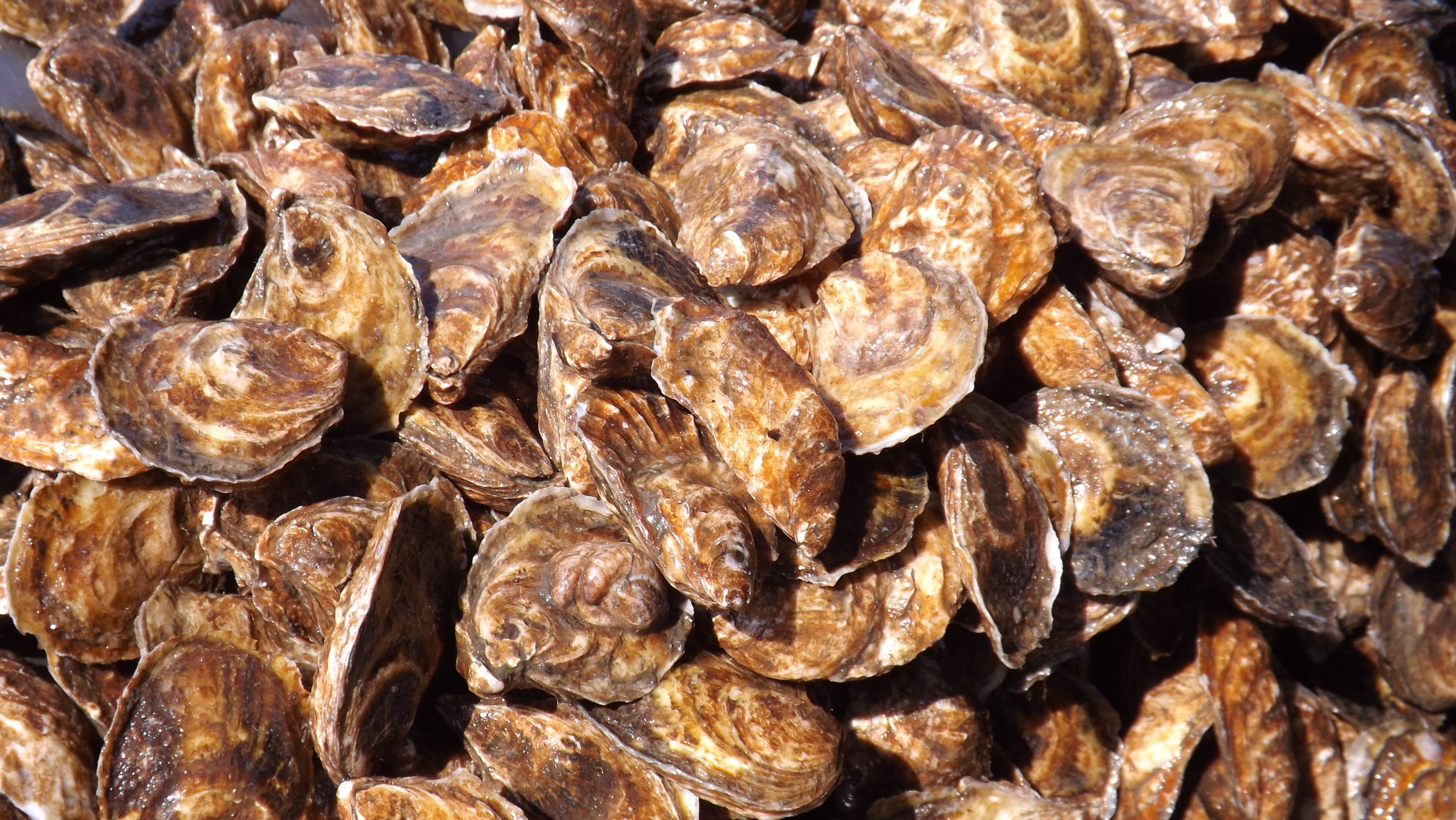 oyster close up.JPG