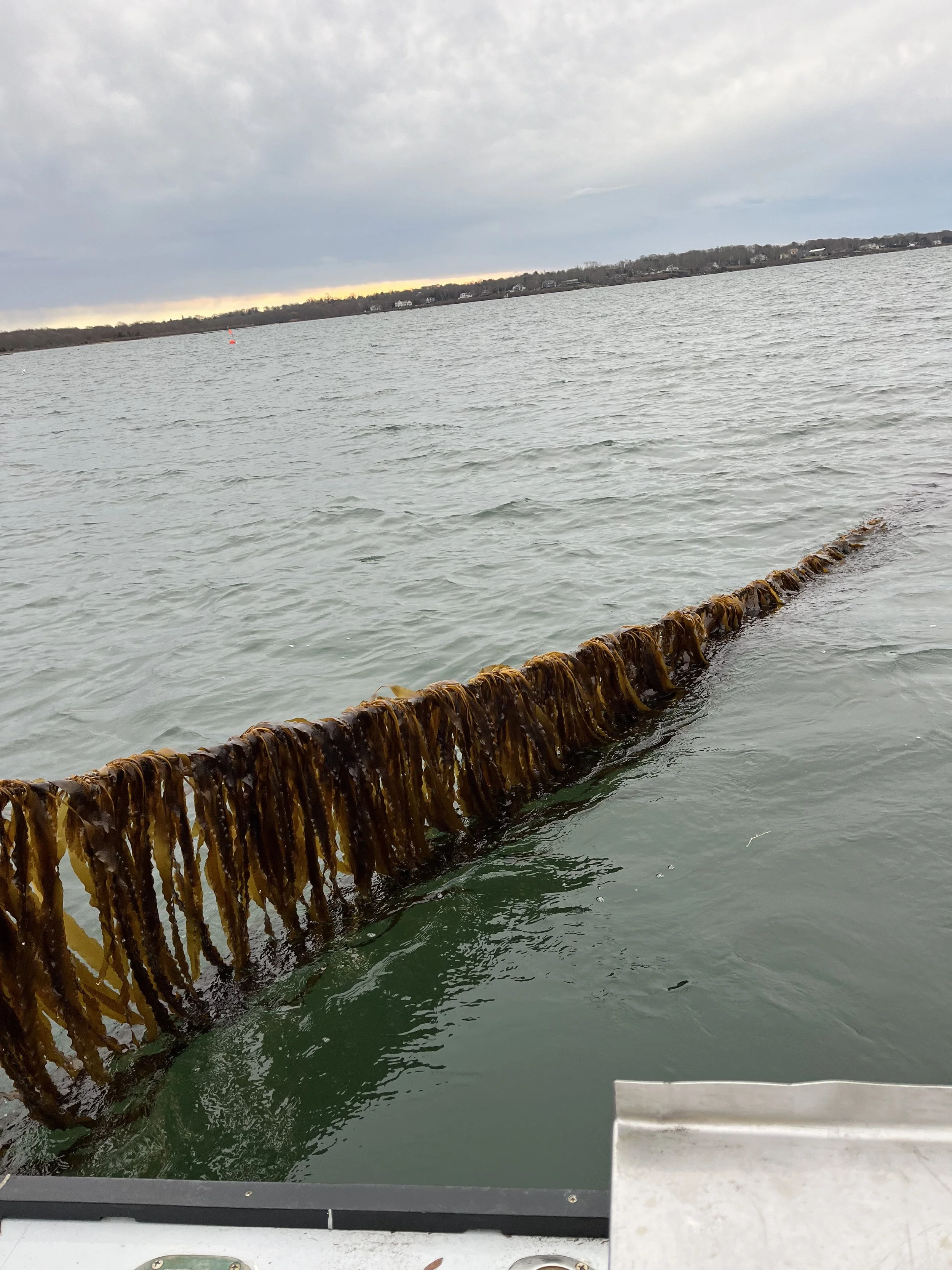 View of a lake with a wooden barrier covered in seaweed in the water, cloudy sky, distant shoreline with hills and houses.